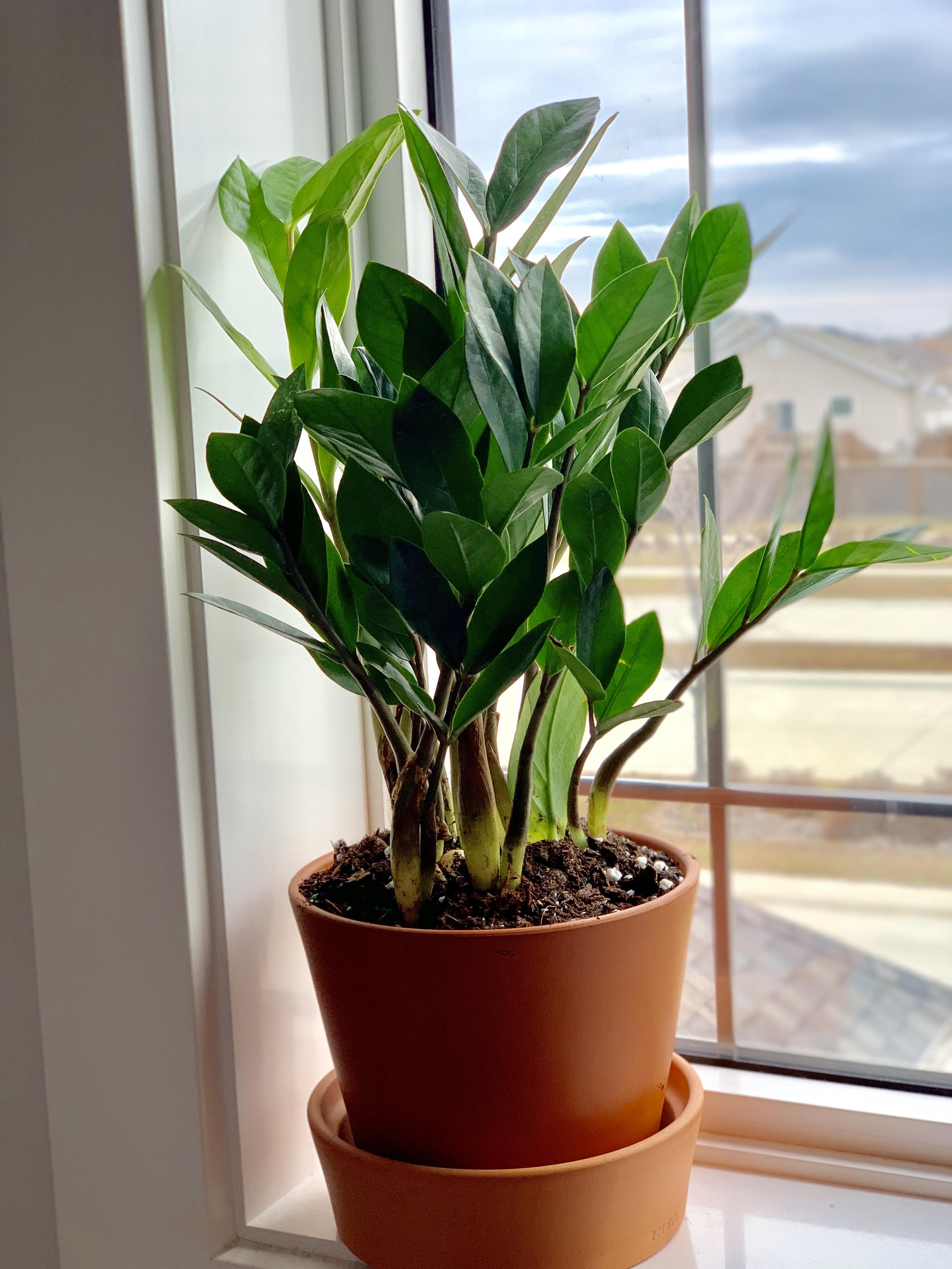My Zz from ikea! r/houseplants