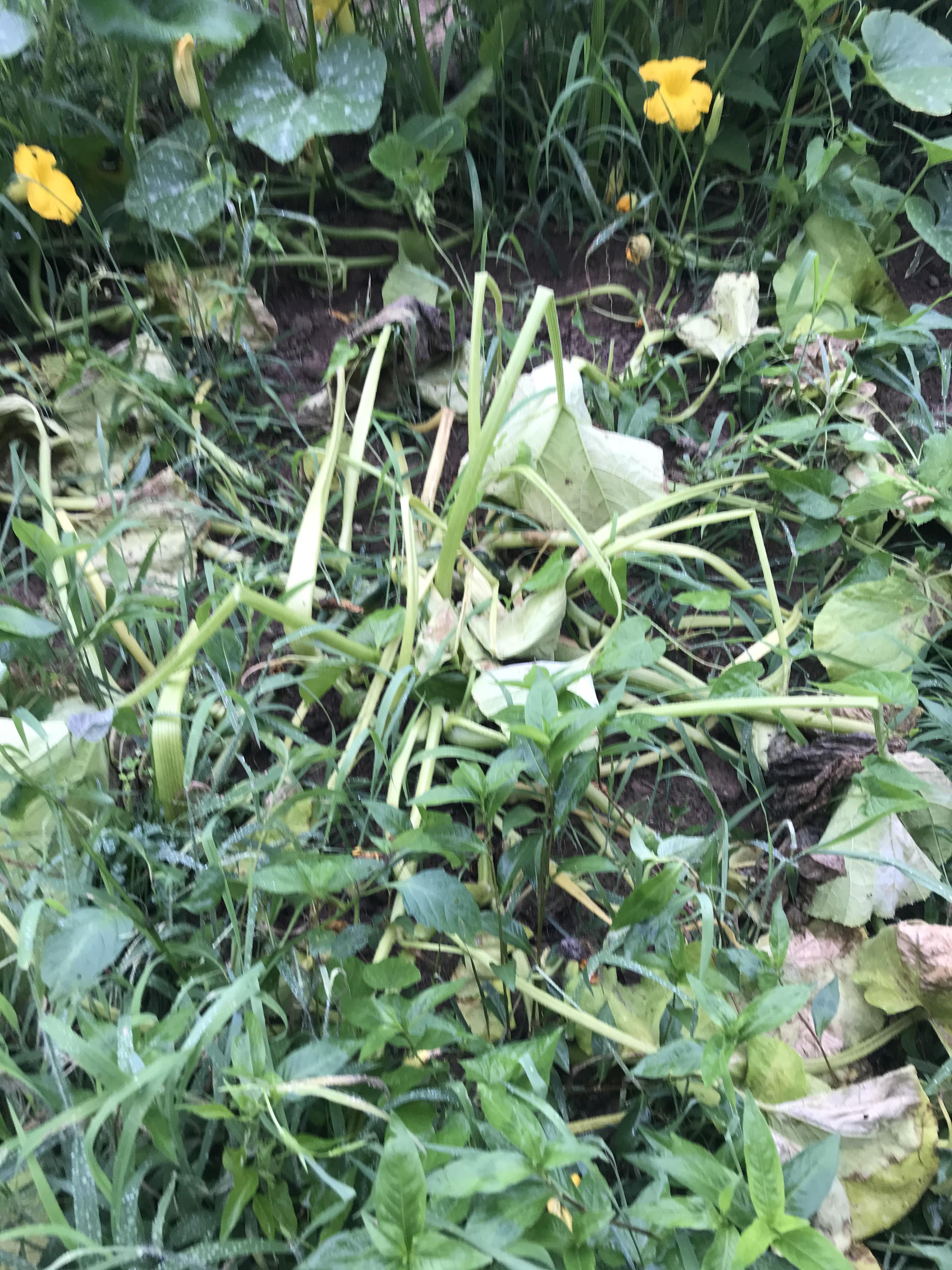Any idea what could be killing some squash plants in our garden? Most