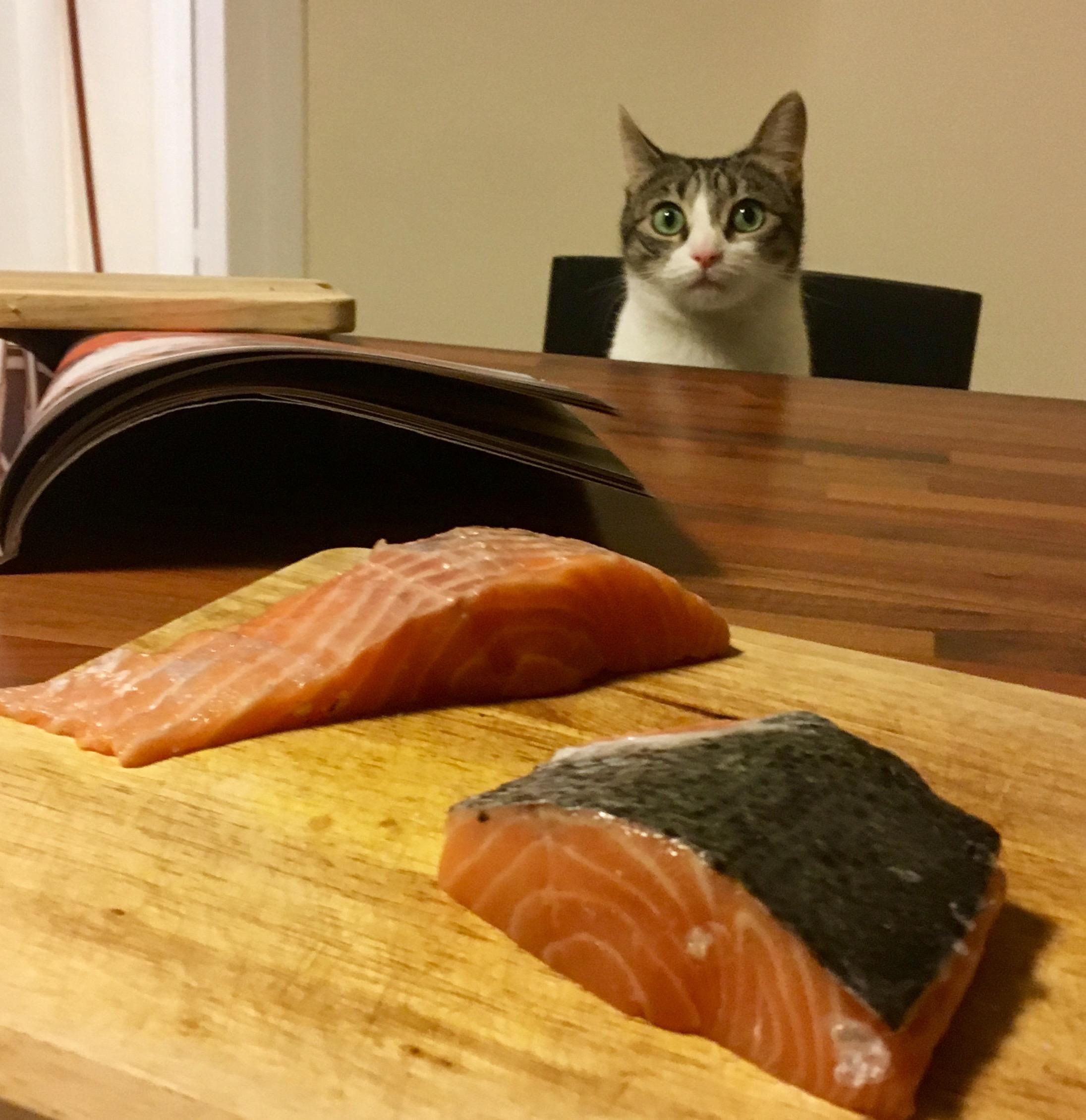 "That's too much salmon for you" r/animalslookingatfood