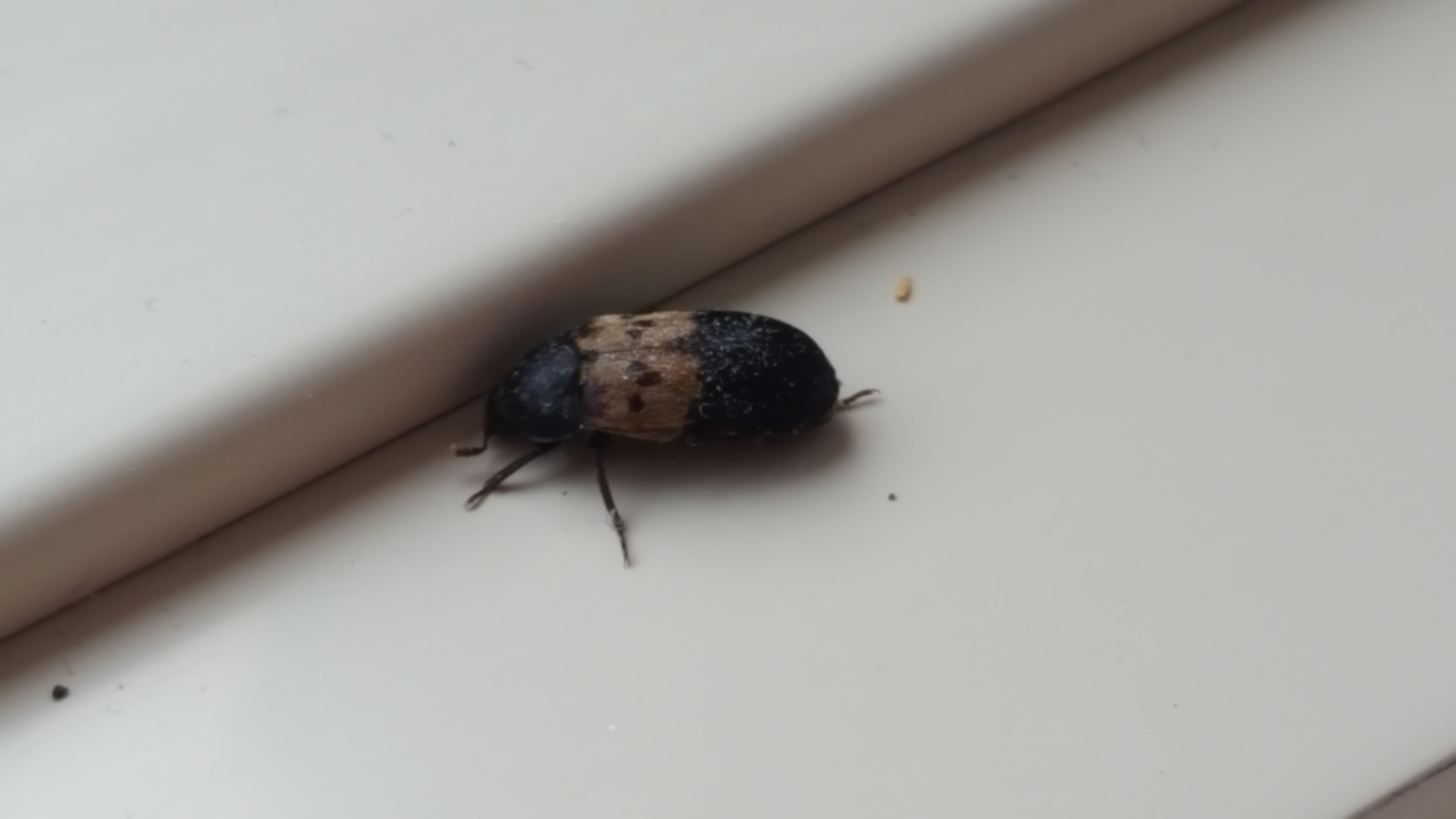 Small beetle, smaller than fingernail. Keeping finding these guys in my