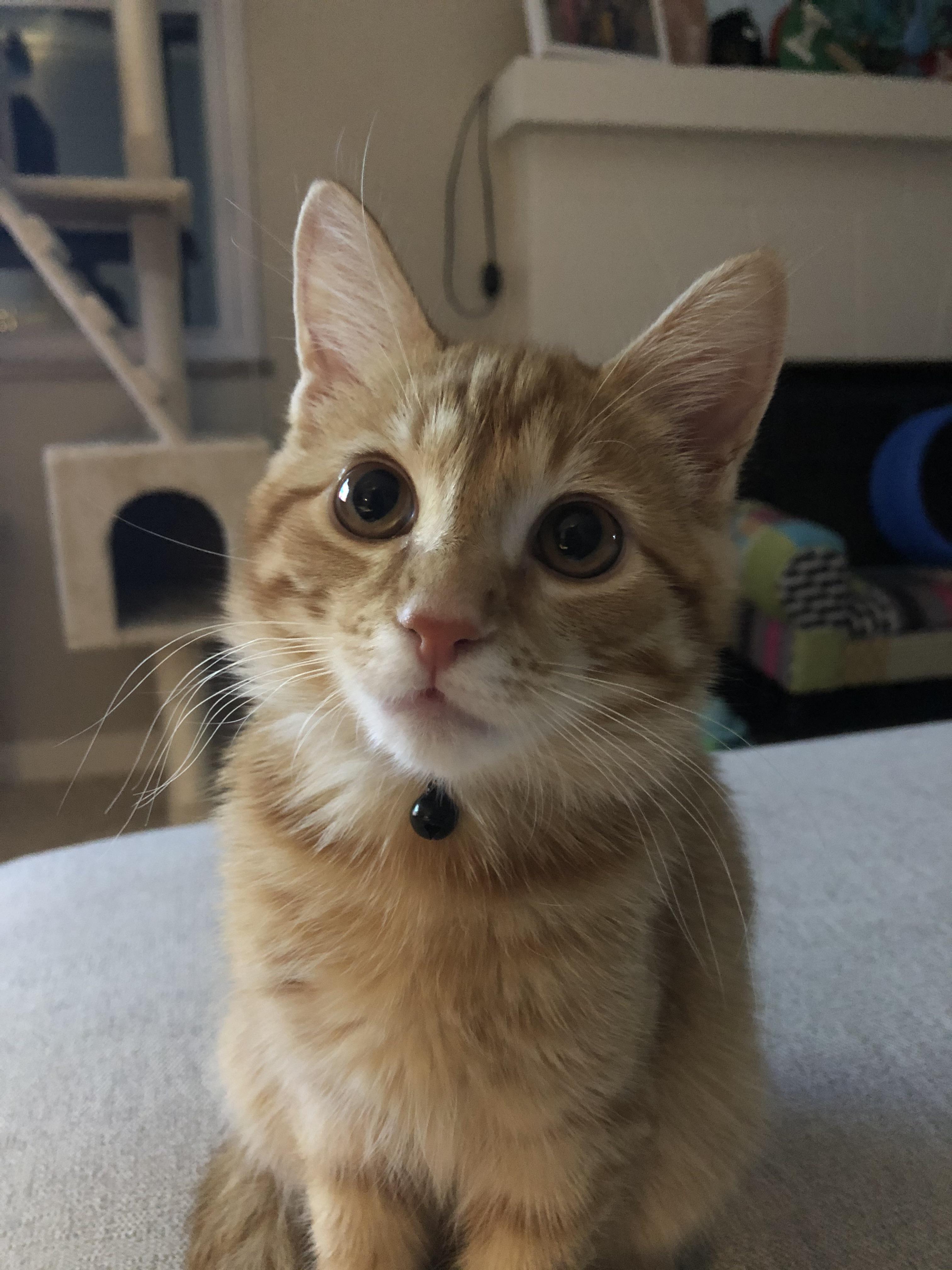 Figaro is probably the most photogenic cat I’ve ever owned r/DisneyEyes