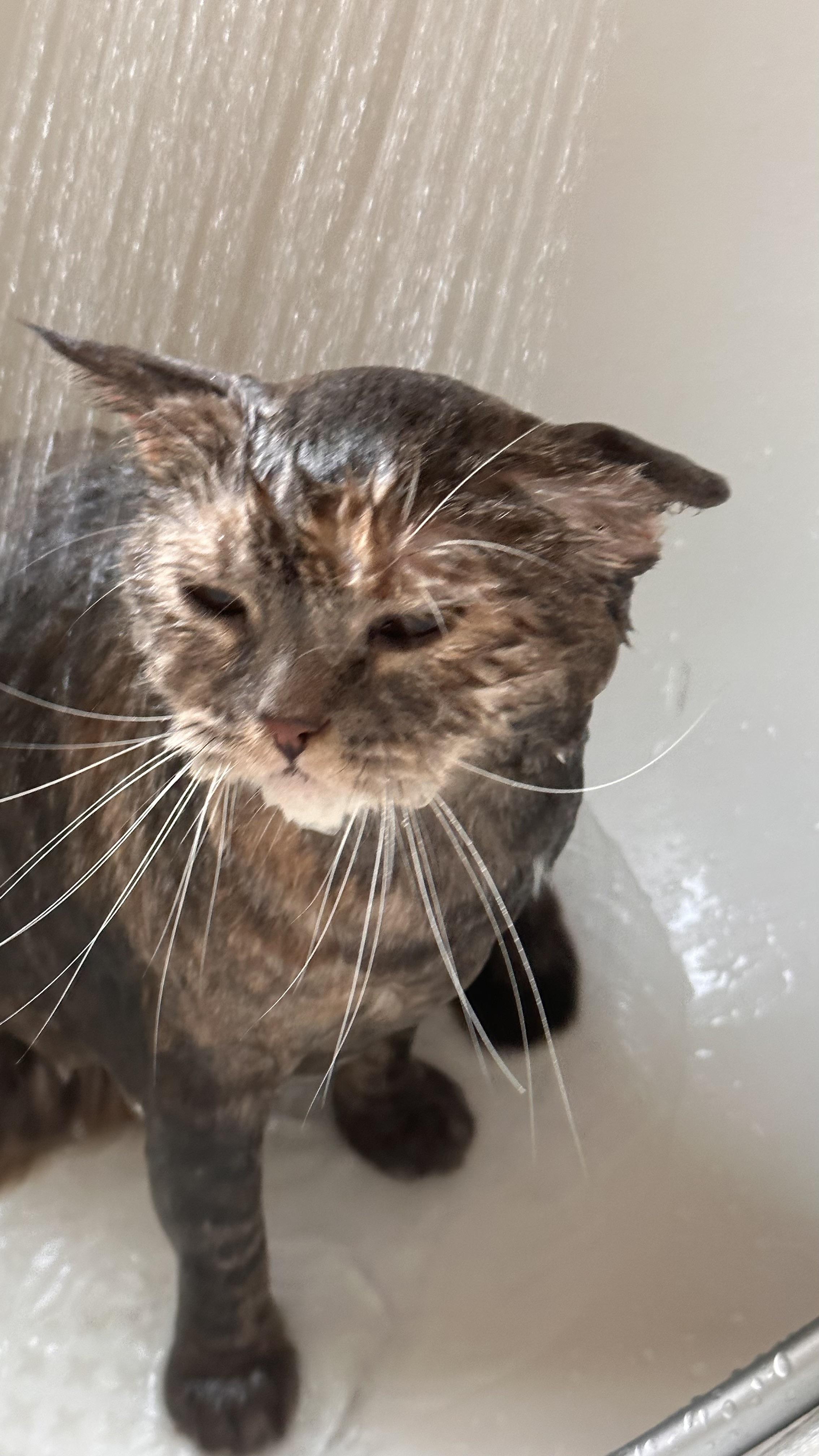 shower : wetcats