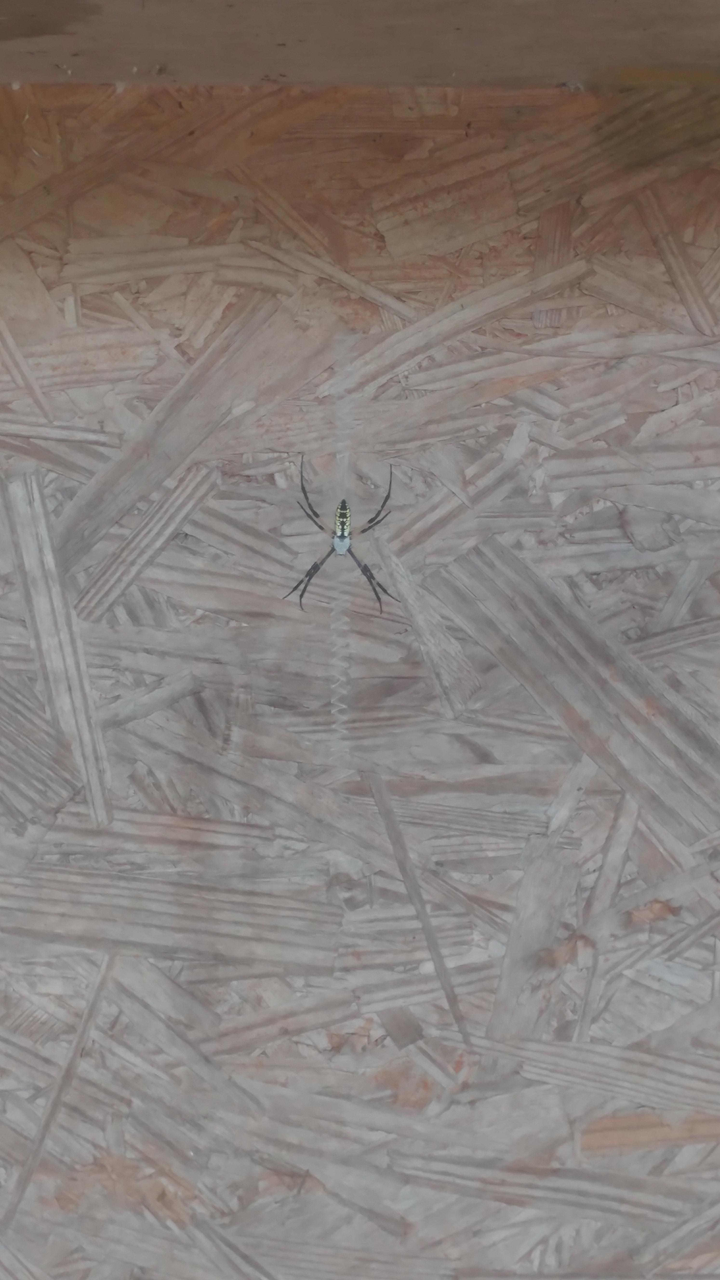 Anyone know what kind of spider this is? It's the second time it's made