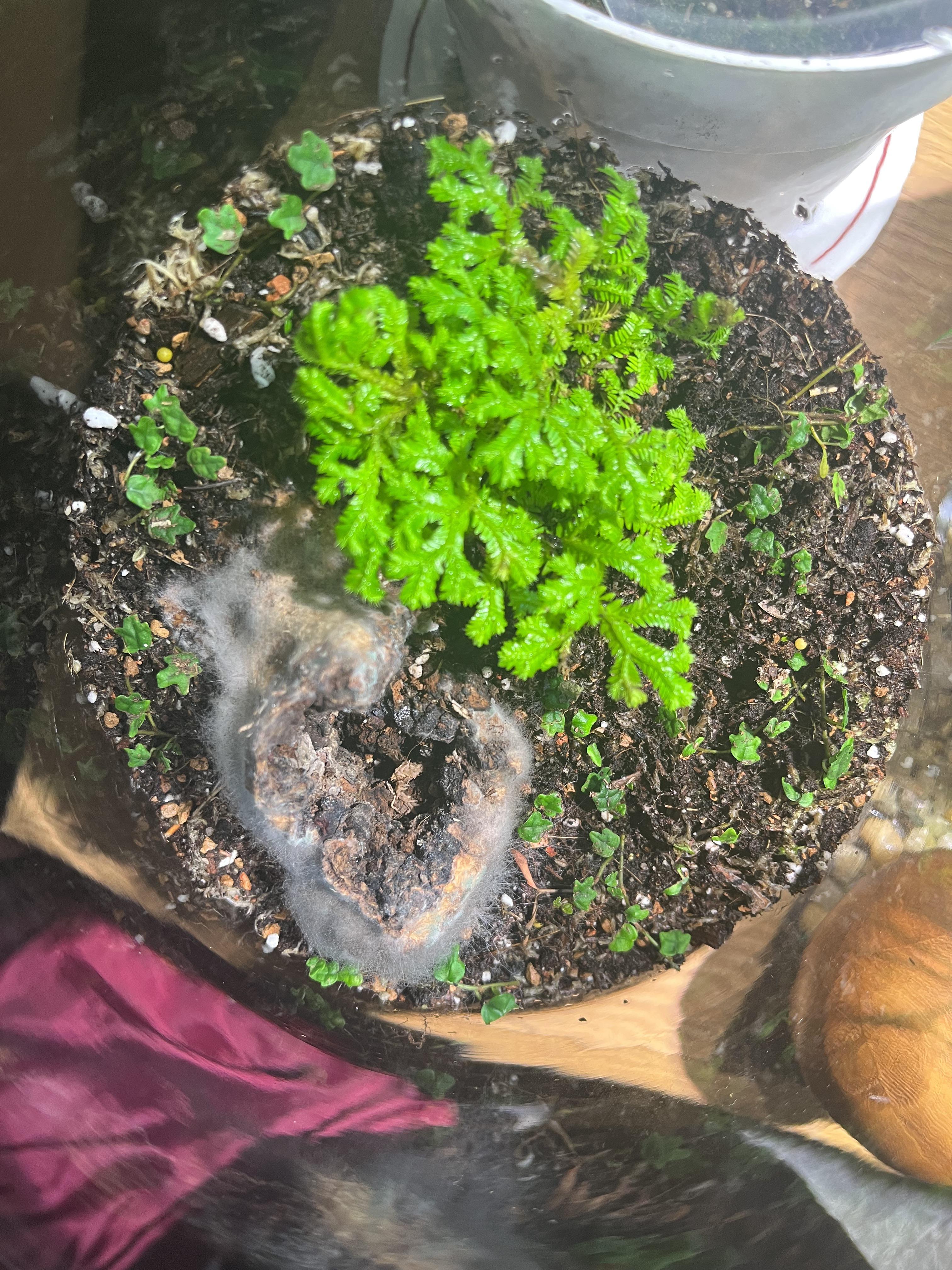 Is there any way to stop this mold growth? r/terrariums