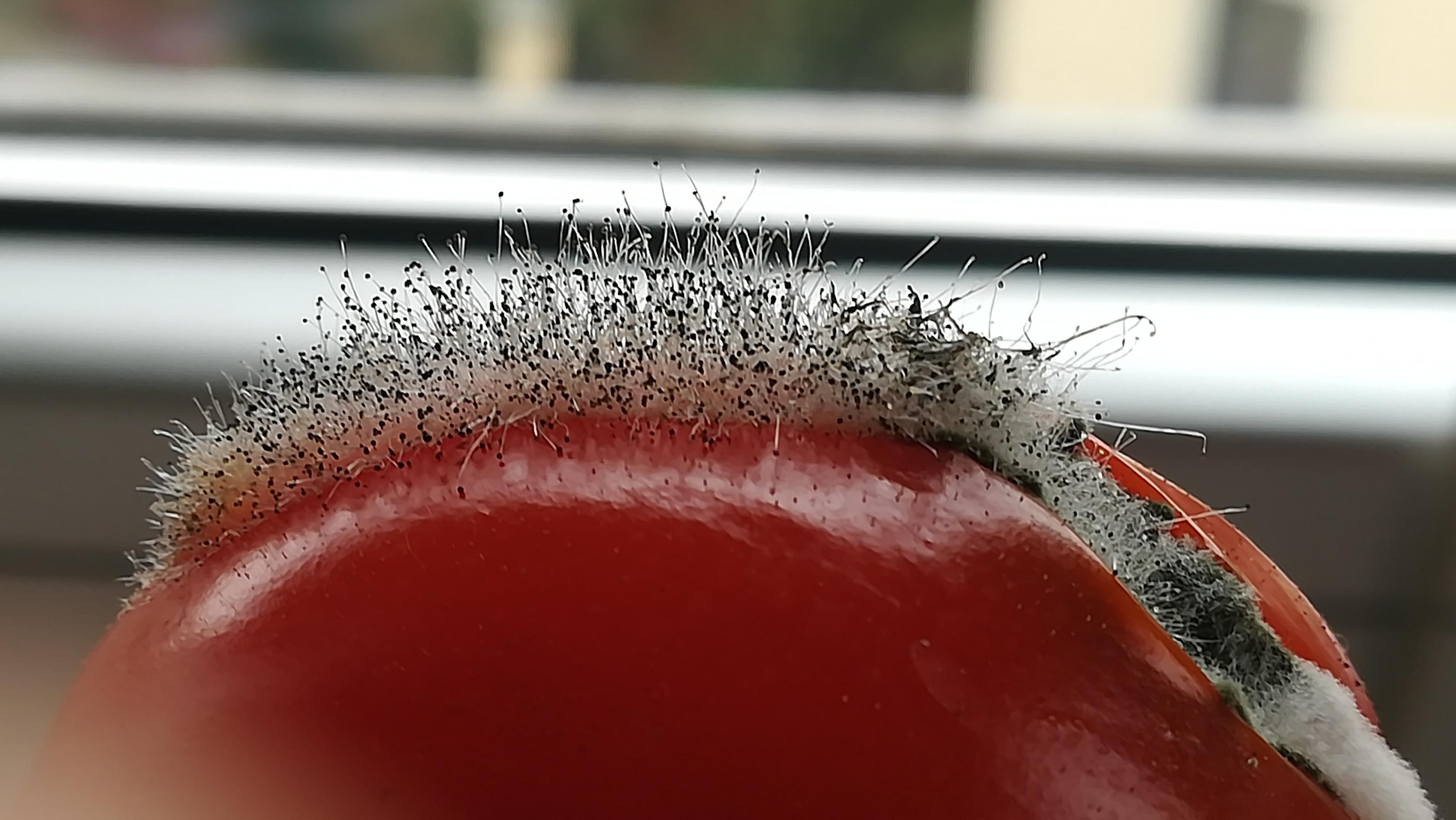 Rhizopus stolonifer, aka mold r/mycology