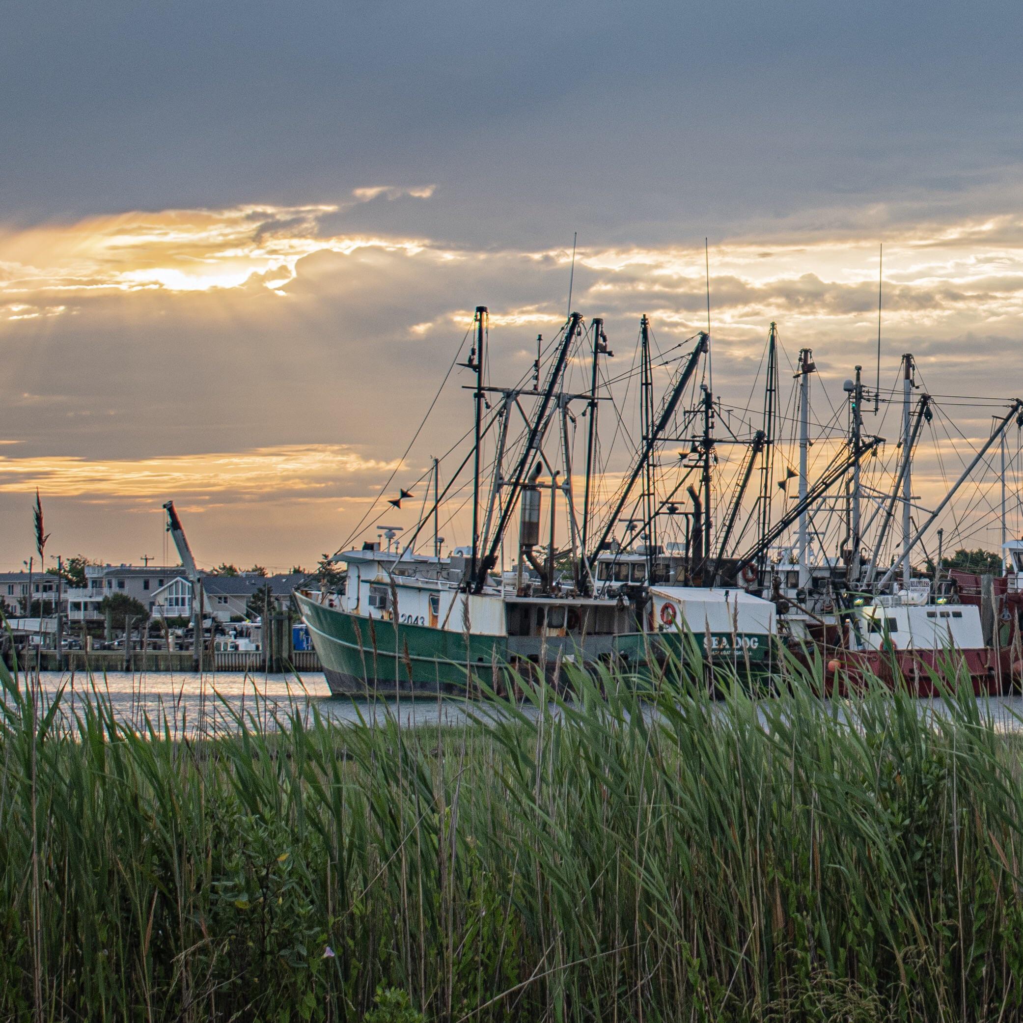 Scallop Boats Barnegat Light, NJ r/pic