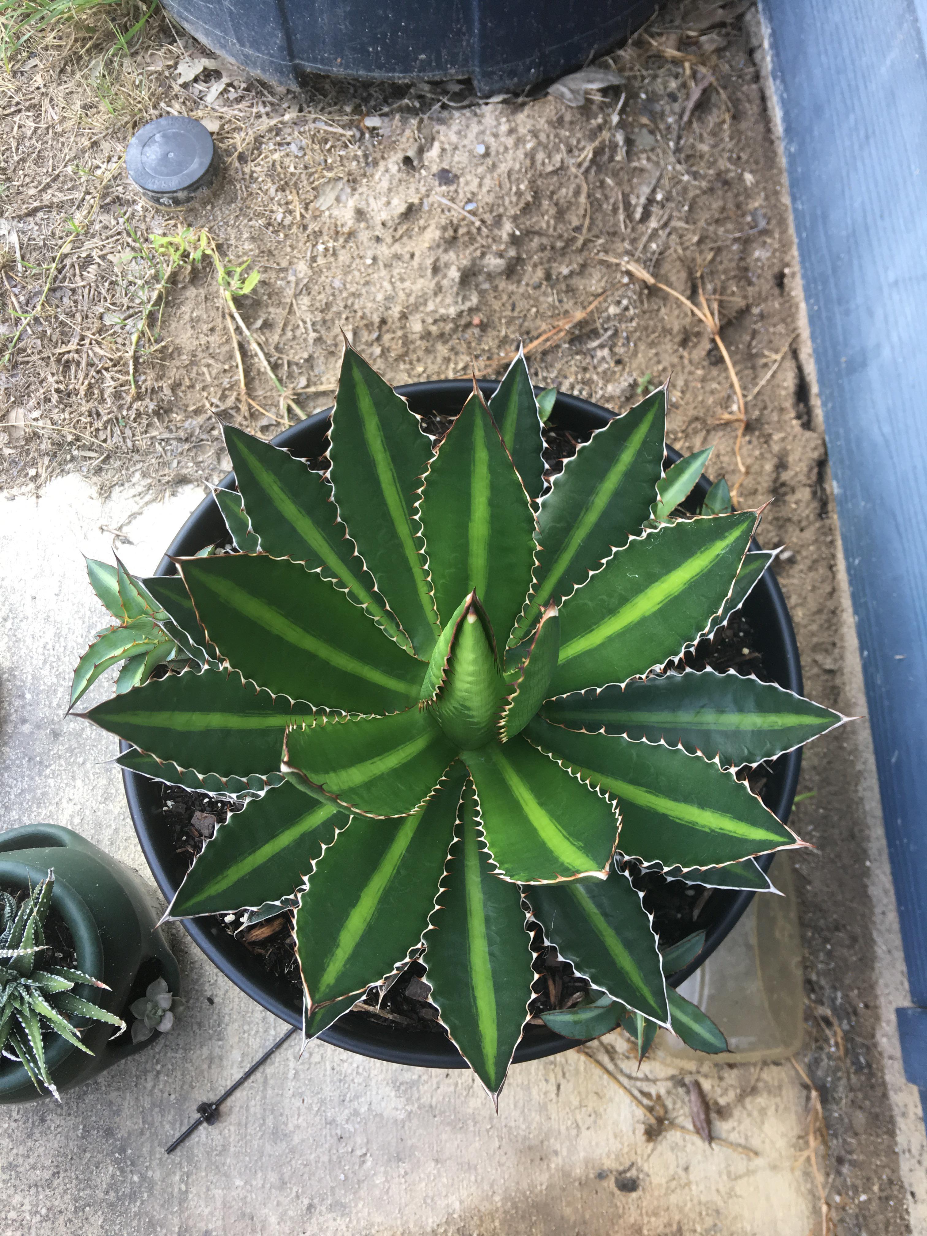 r/succulents loved this so thought I’d share with y’all. Agave
