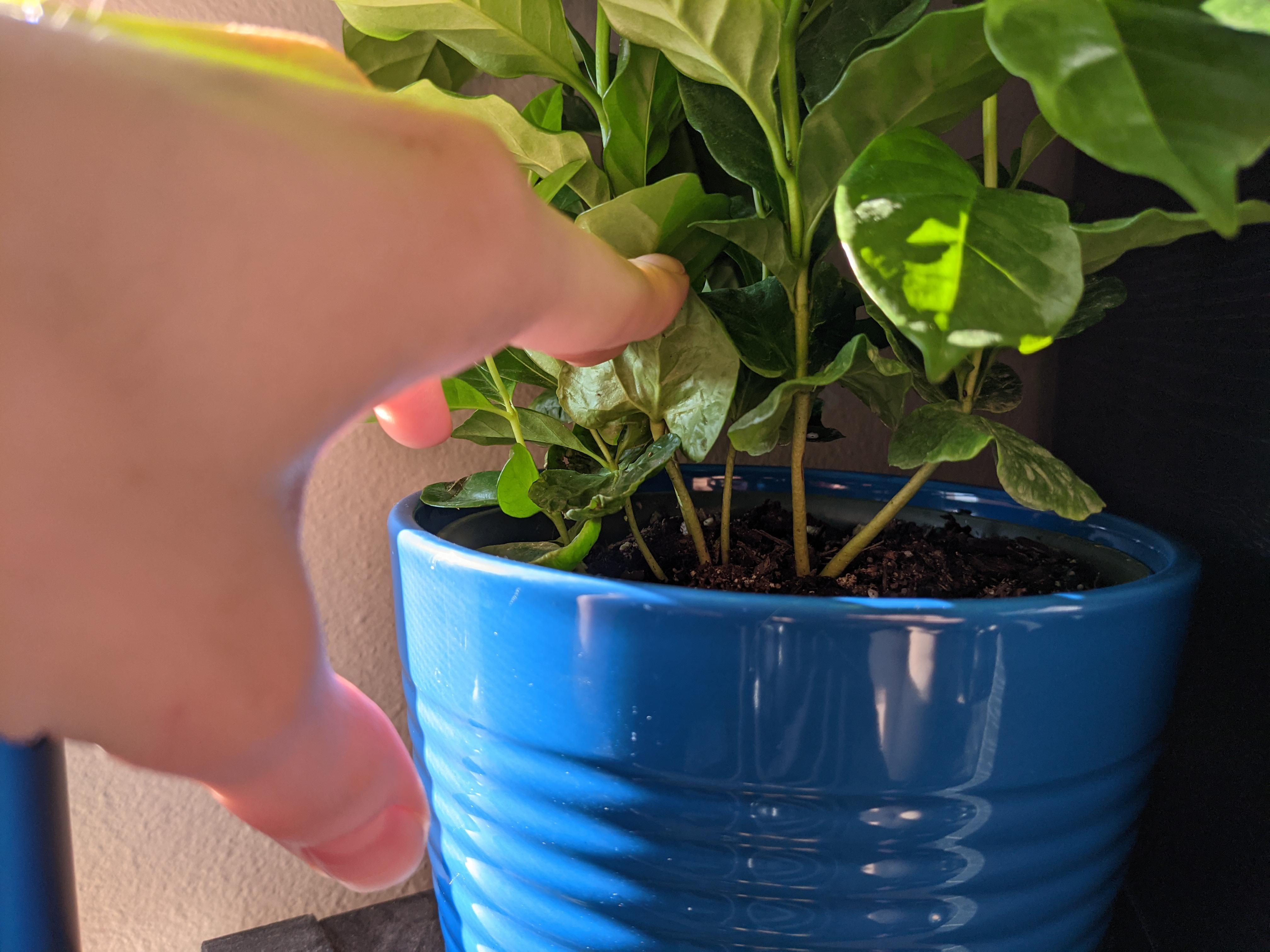 is my coffee plant multiple plants in one pot, or just one plant with