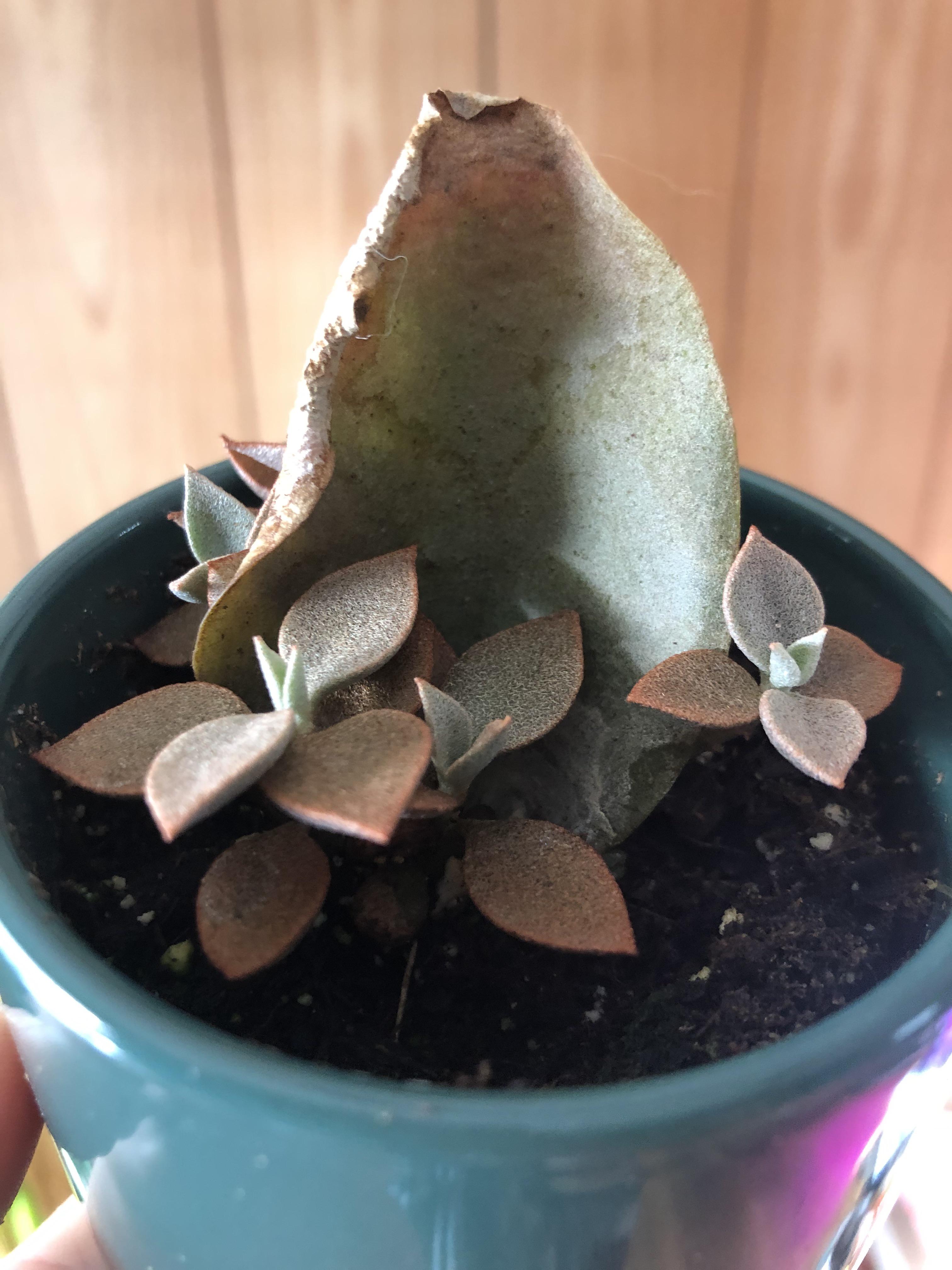 First post here, success with a copper spoon leaf! proplifting