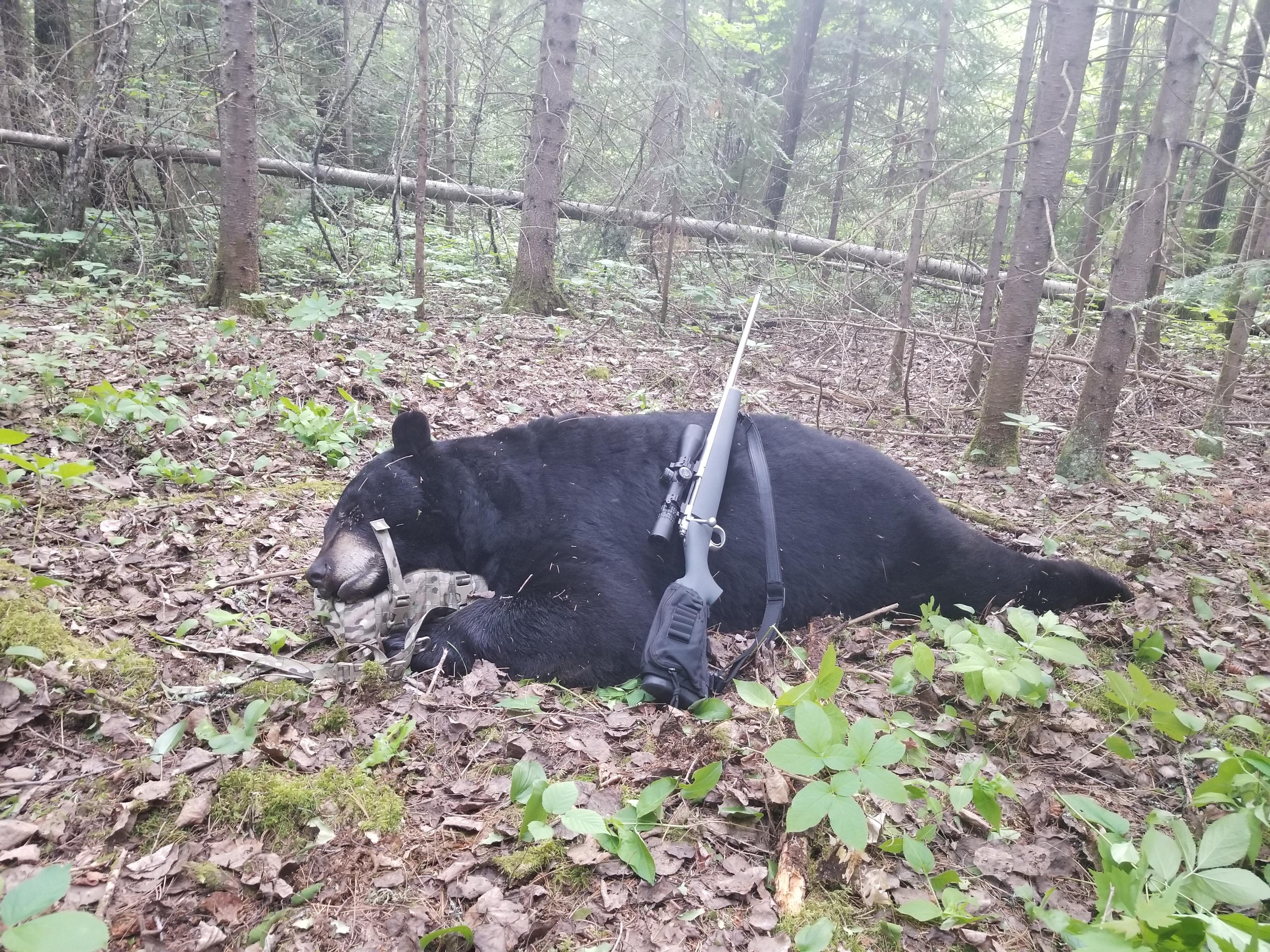Solo Hunt 400 lbs Spring Black Bear (Northern Ontario) r/Hunting