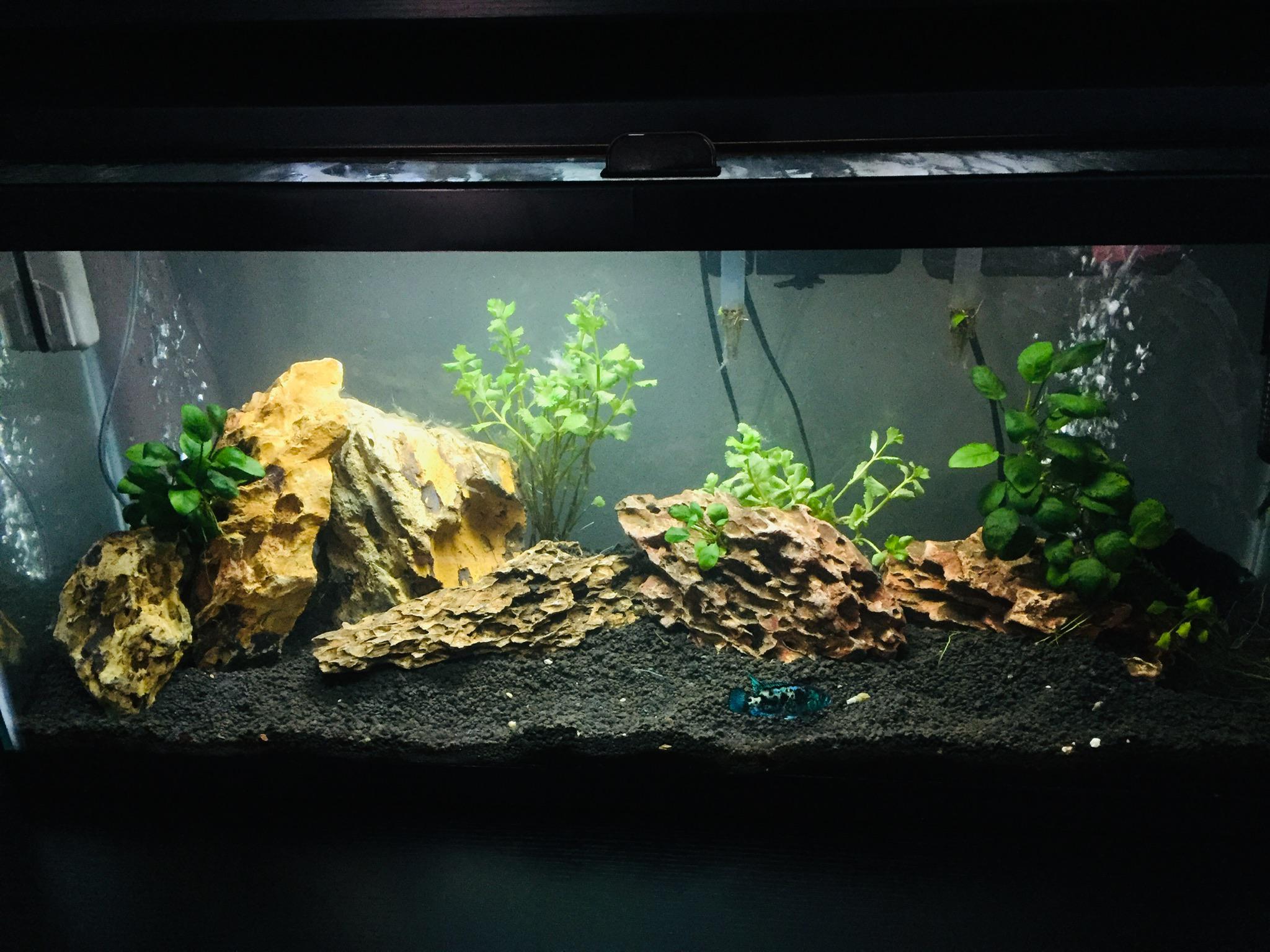 Just got some plants in my aquarium. Anything else I should add? r/Aquariums