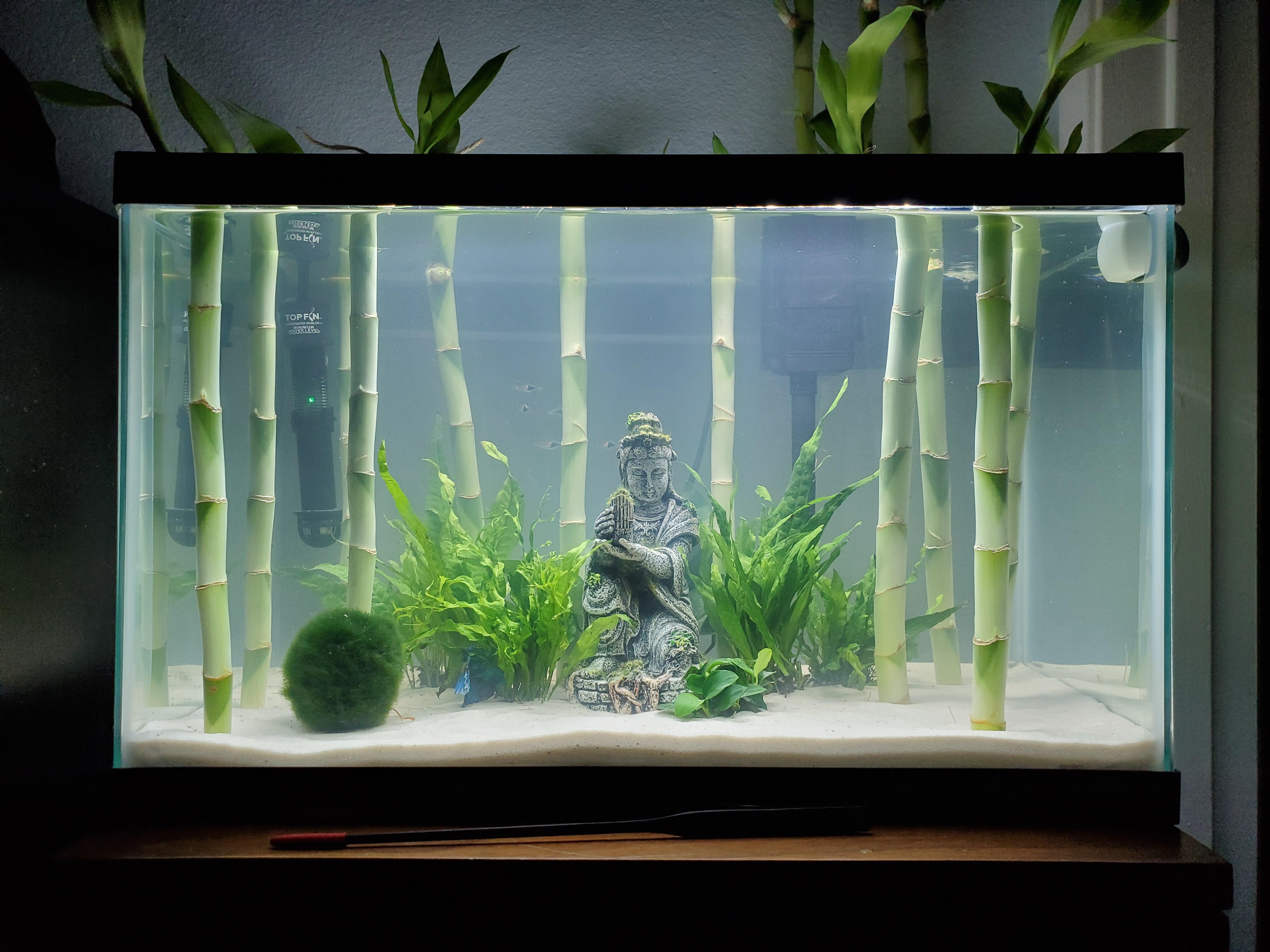 Just waiting on some floating plants to be delivered but my bamboo Zen