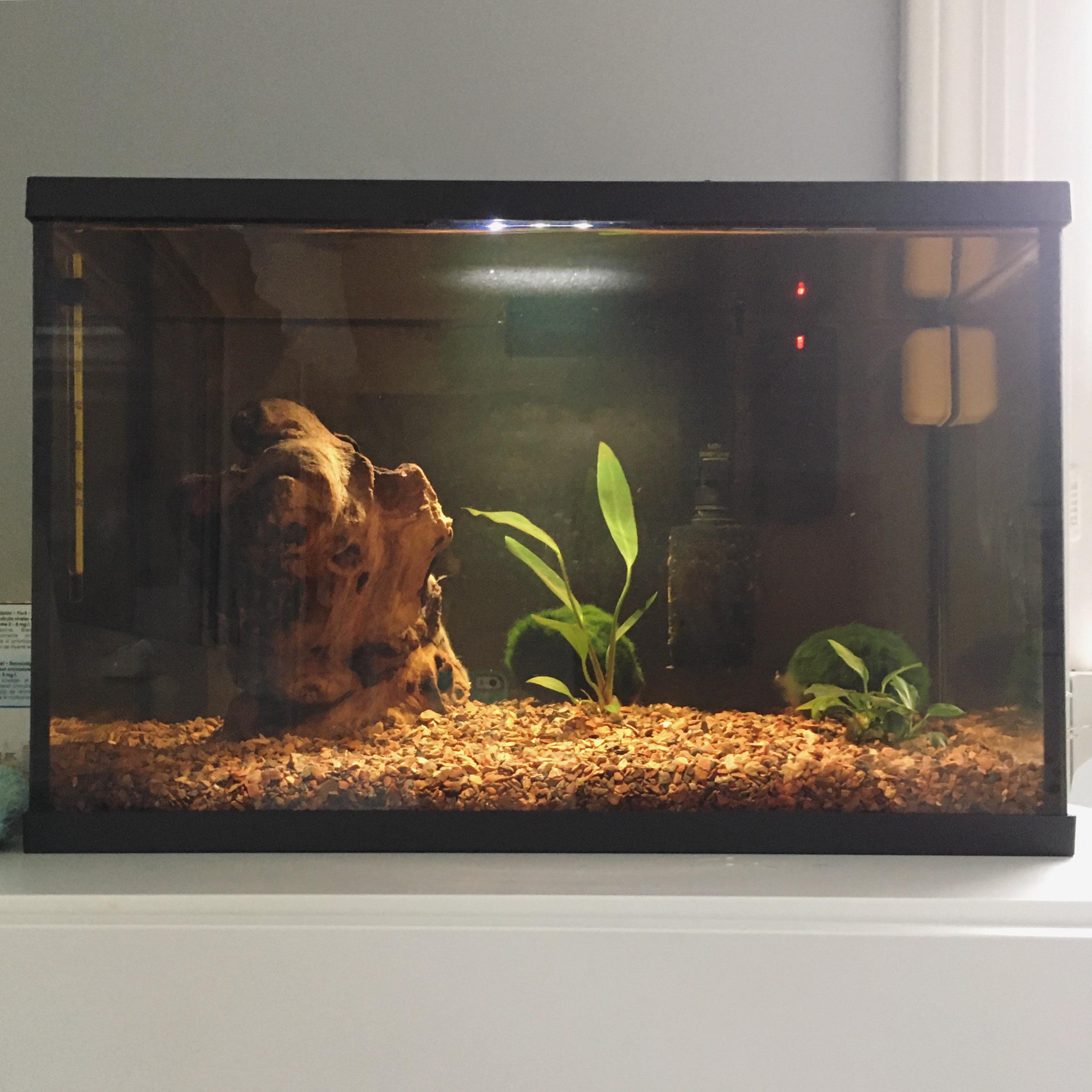 Am currently fishless cycling this 5 gallon for a future betta, but