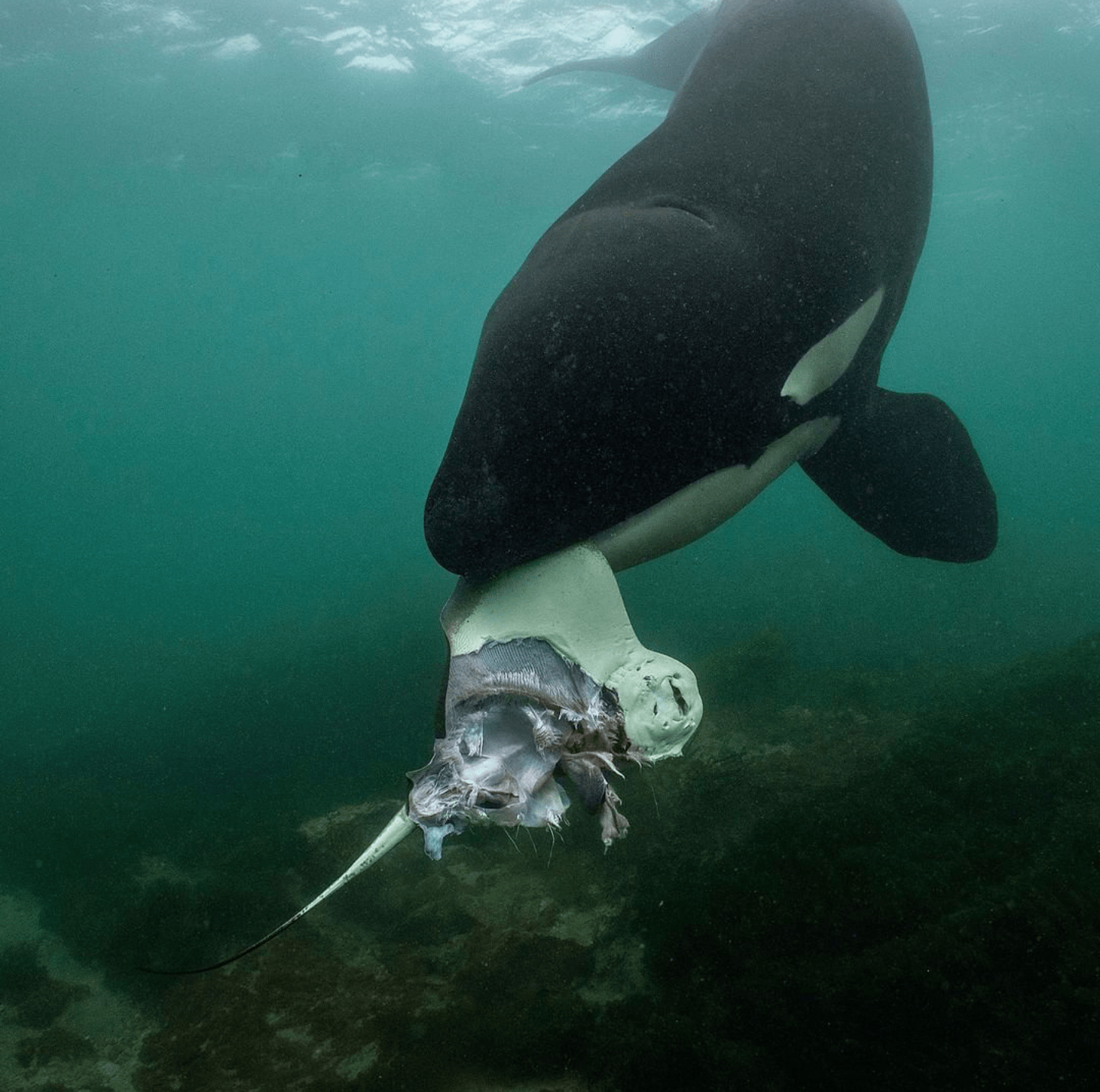 Orca feeding on a stingray r/natureismetal