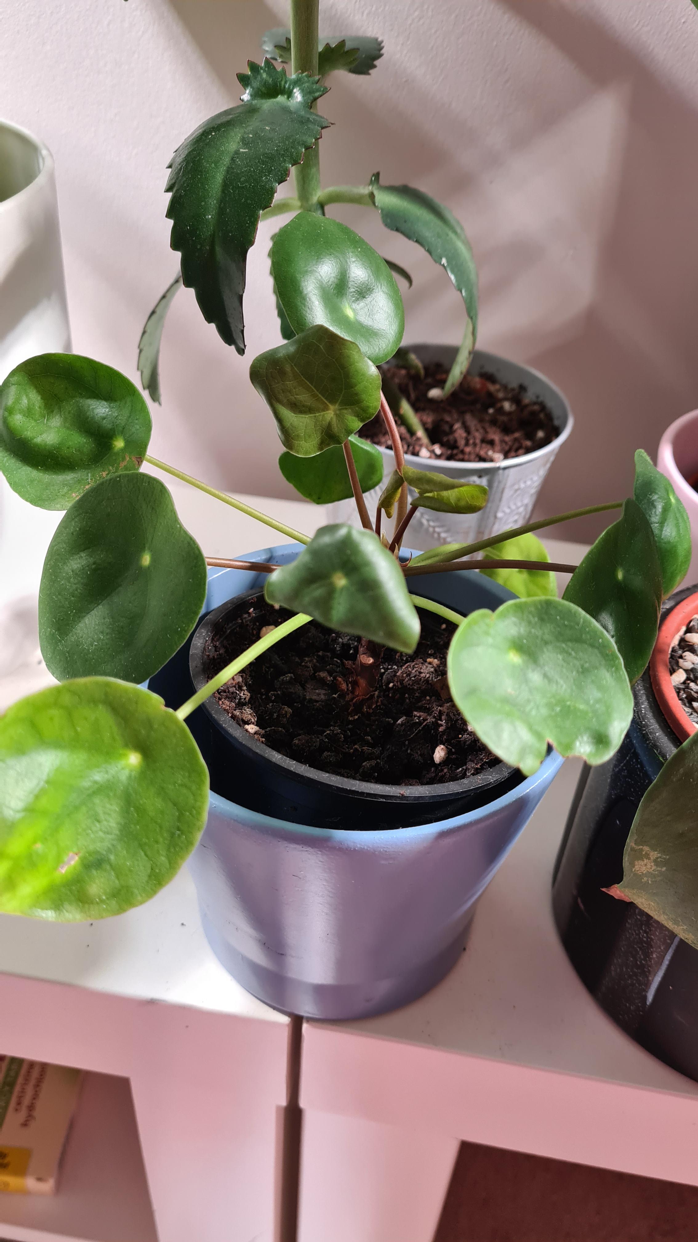Why does my chinese money plant have curled, thin leaves?? r/plantclinic