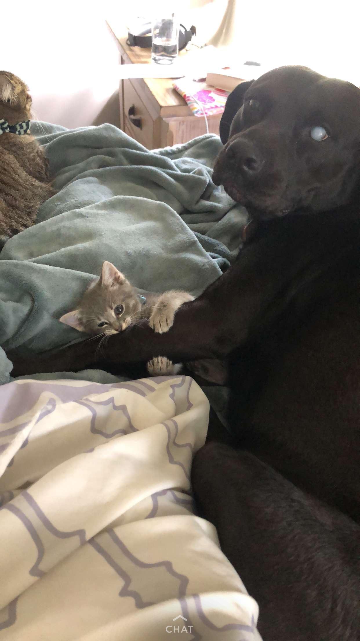 My new kitten with my Roommates dog r/aww