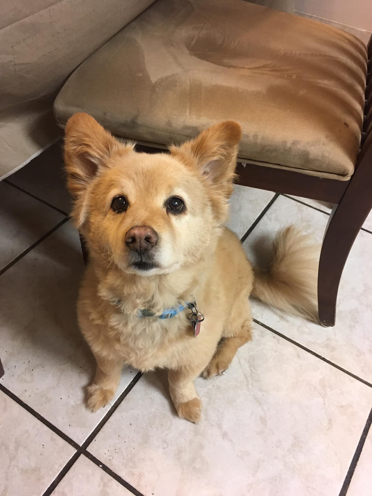 This is Callie. She’s a mix!