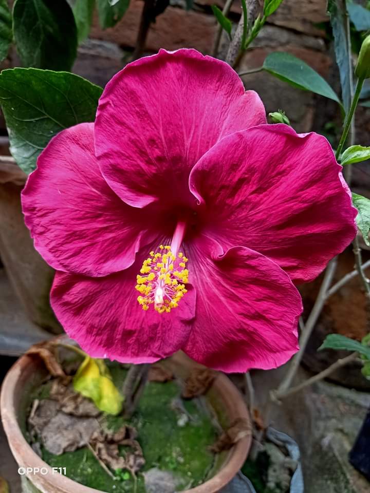 My favourite 💕💕💕 r/flowers