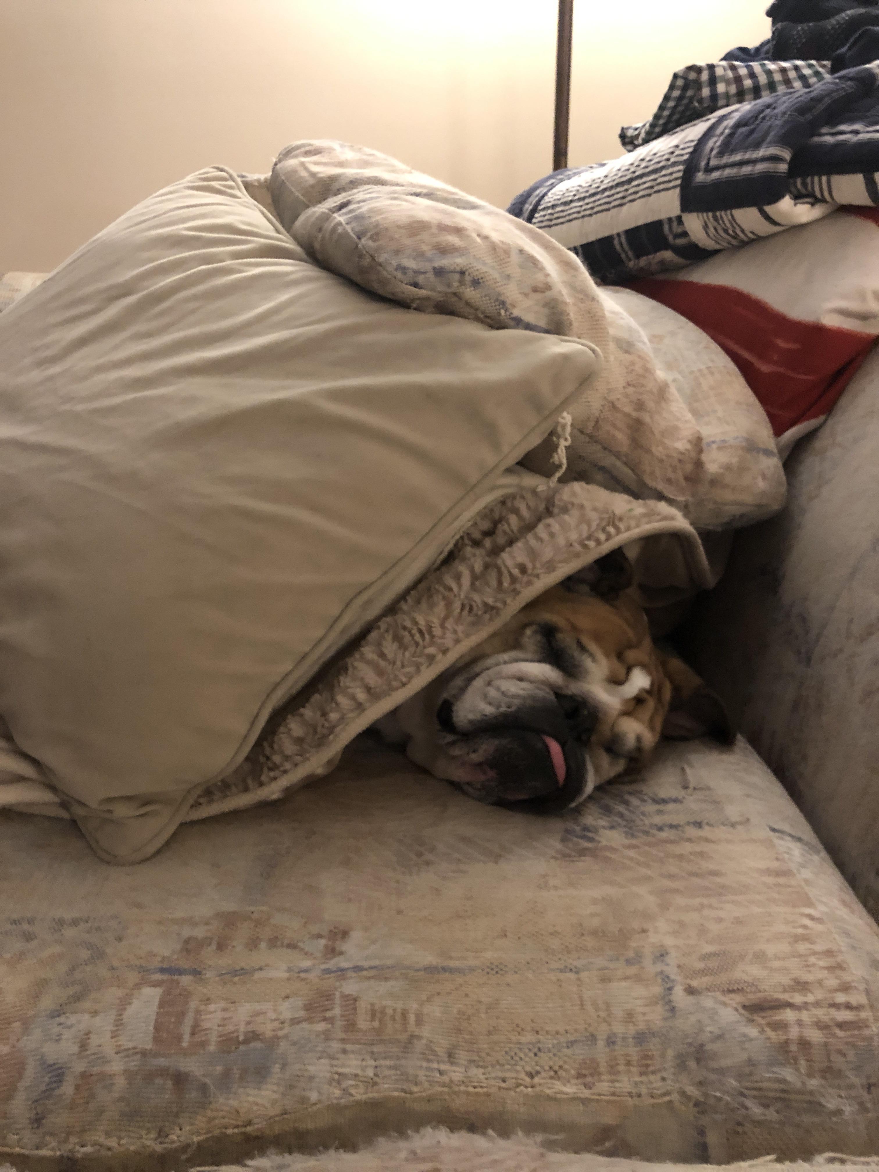 Here’s Zara sleeping under a pile of pillows. At 7 years old she was