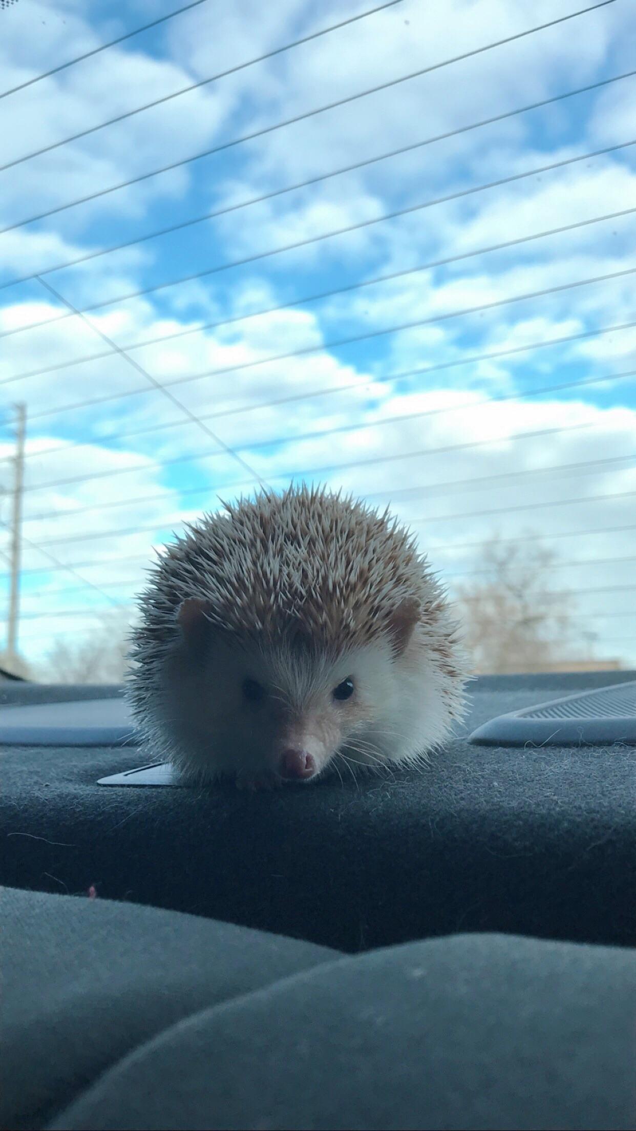Took the hedge on a car ride today! Hedgehog
