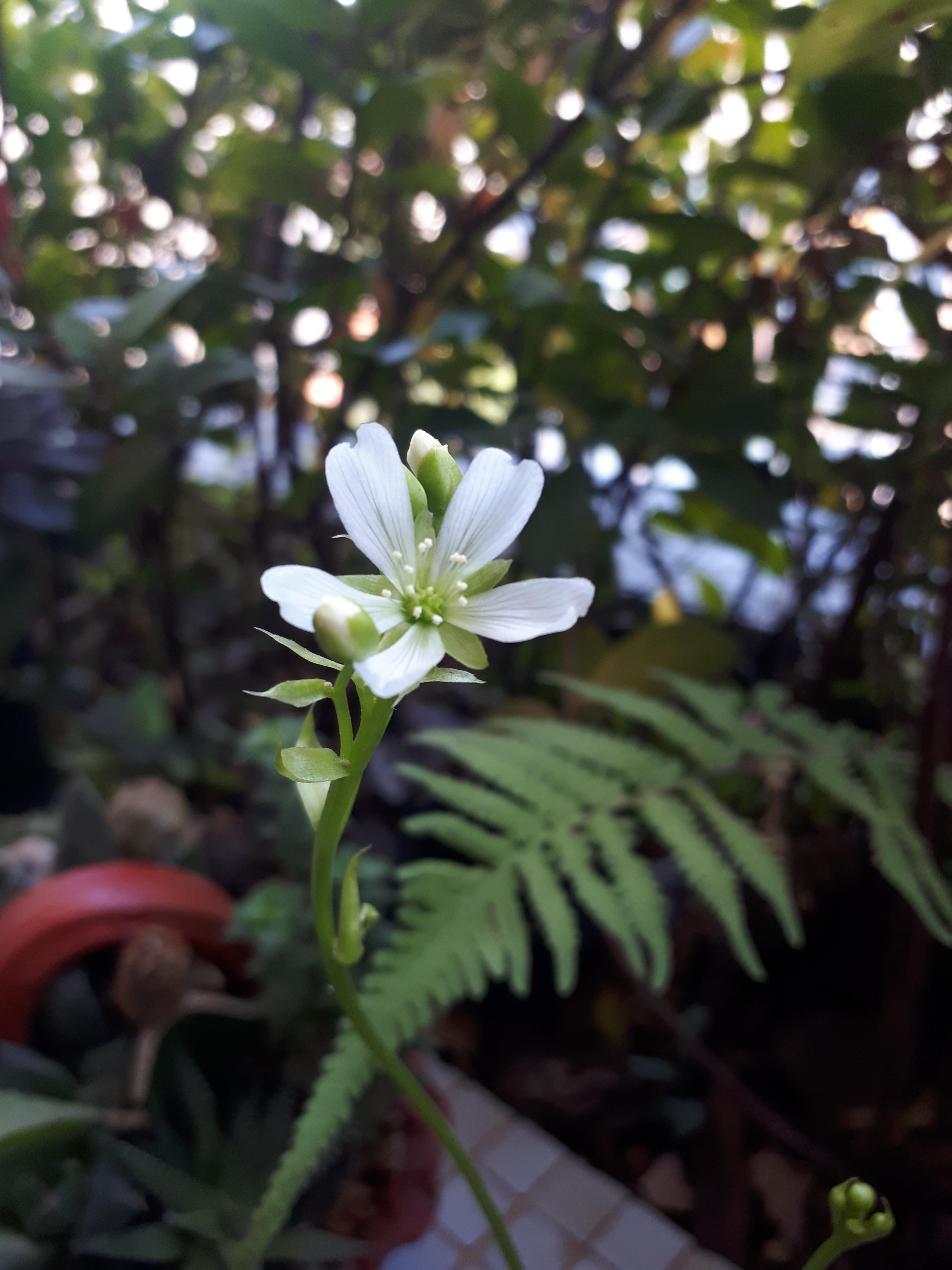 Venusflytrap flower in bloom r/botany
