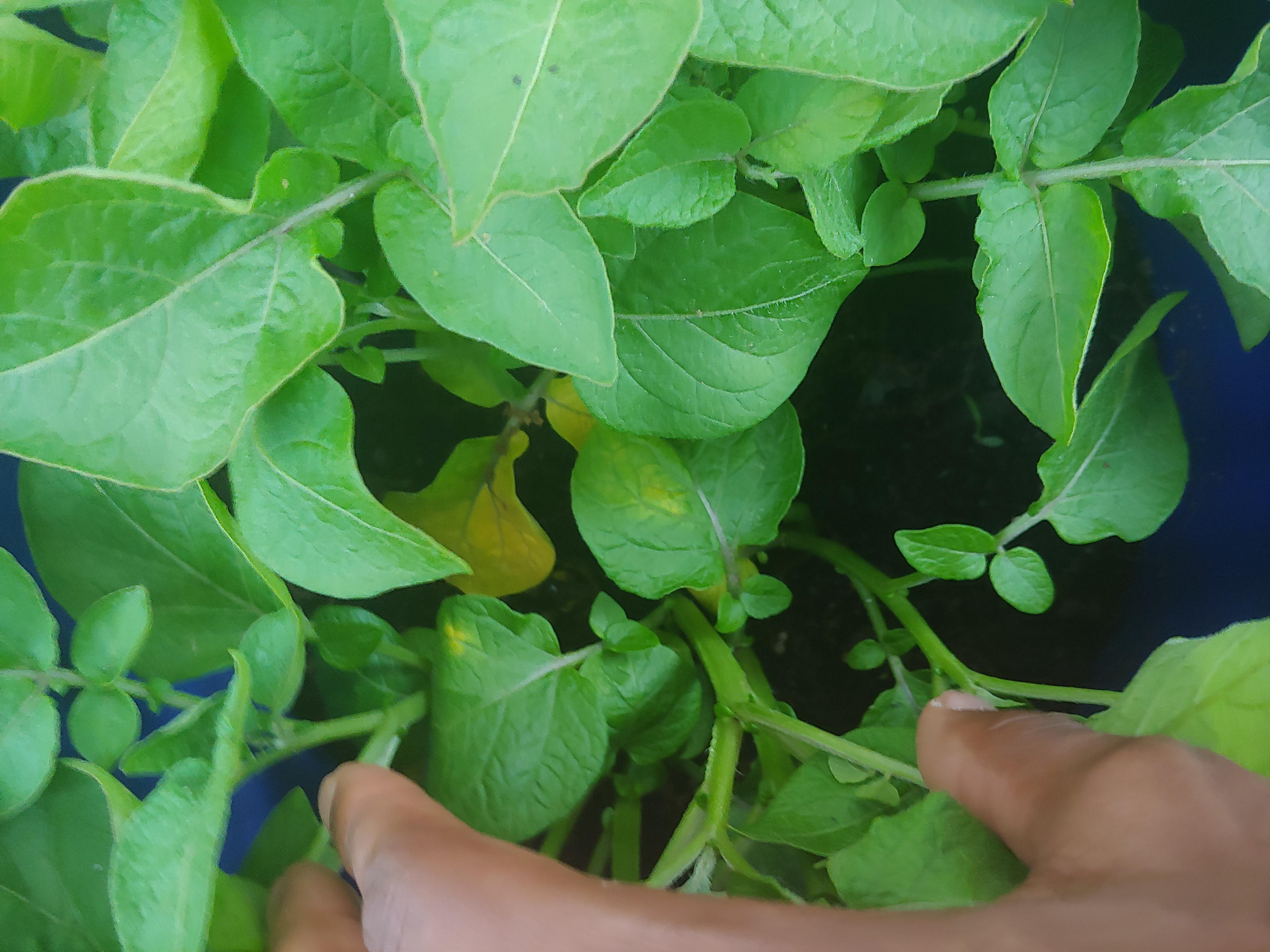 Potato Plant Leaves Turning Yellow We hope that after reading this article, you have a crystal