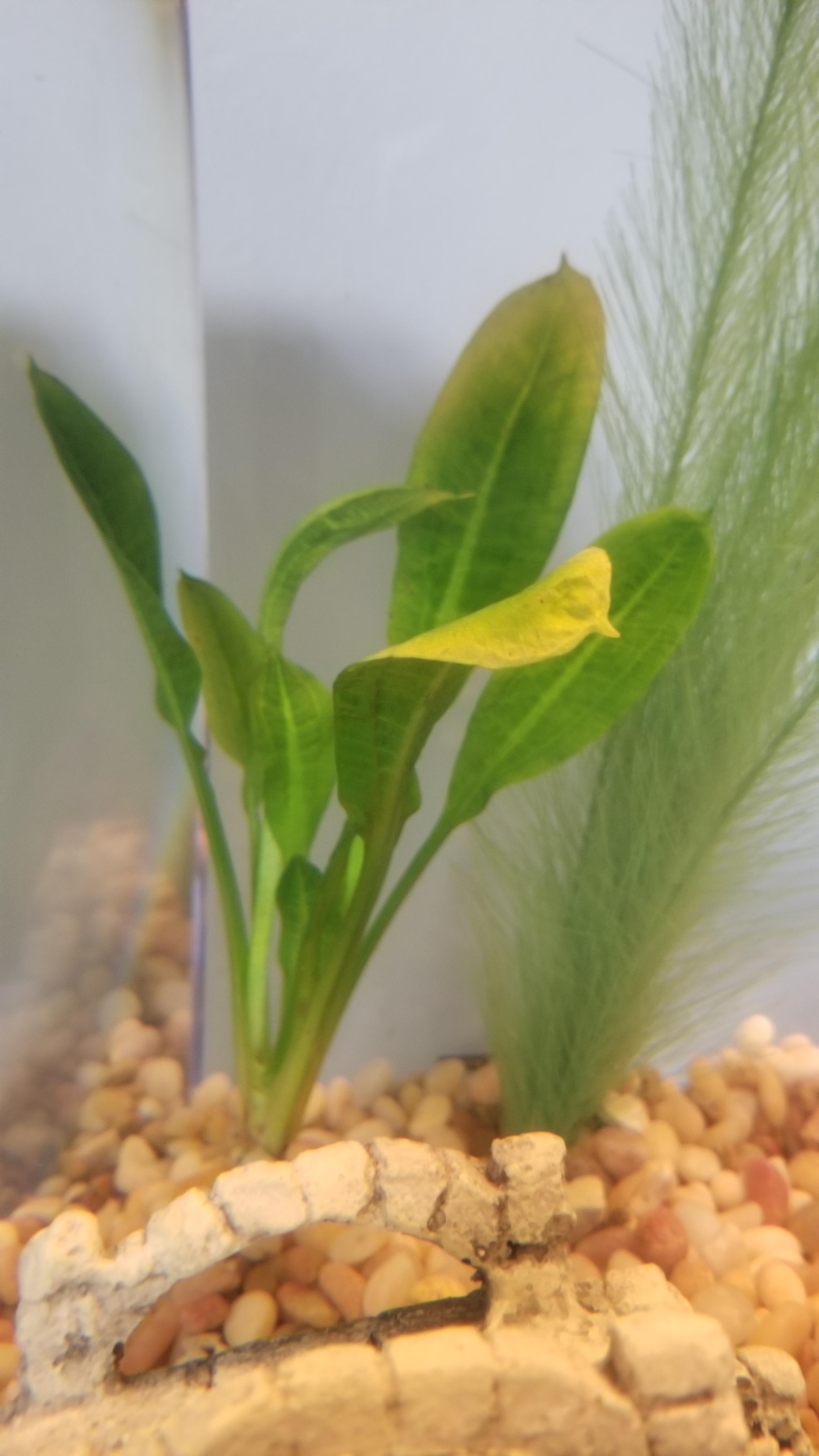 Why is my Amazon Sword turning yellow? r/PlantedTank