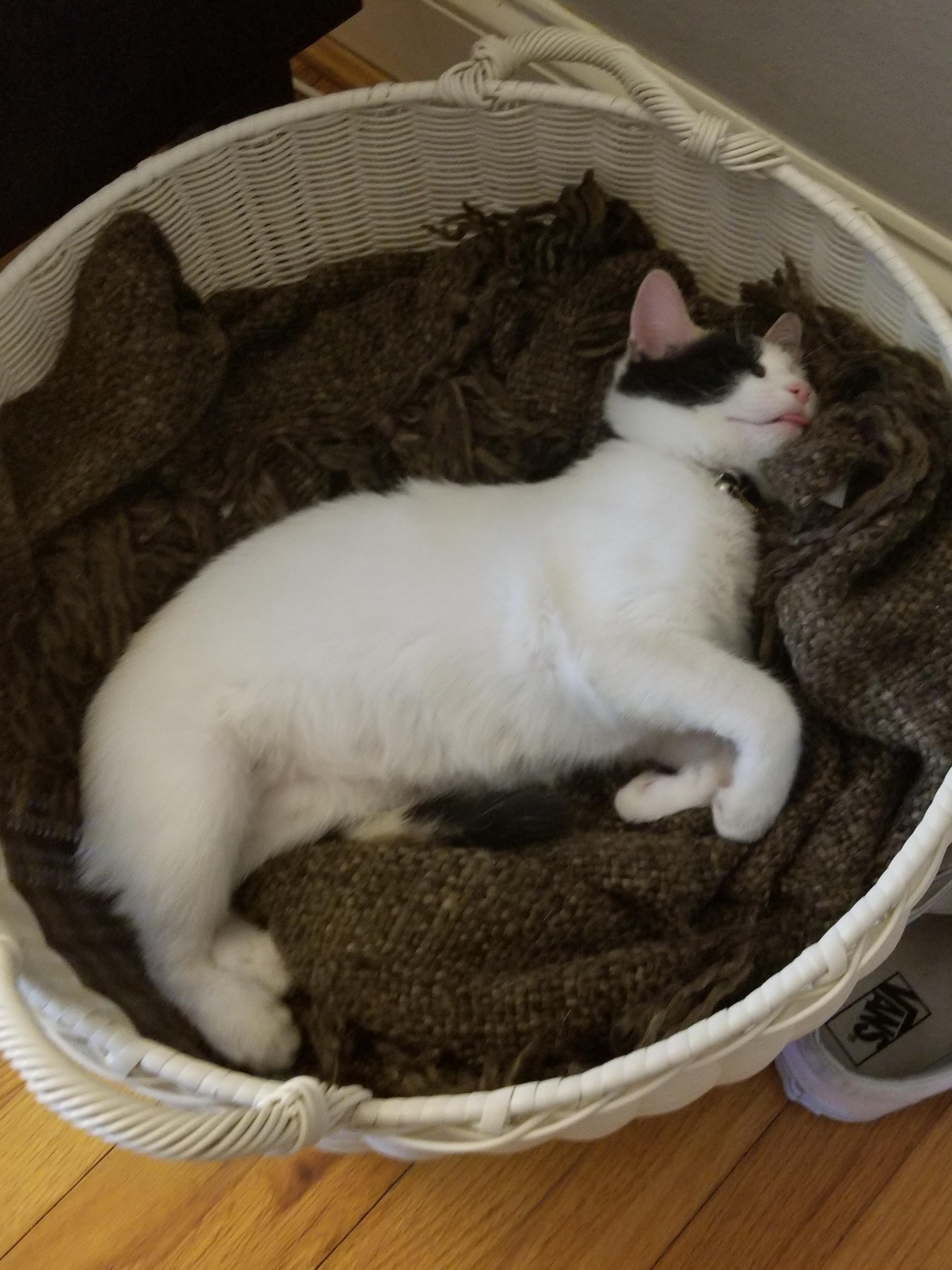 My kitten, Prim, sleeping in a basket of blankets. r/aww