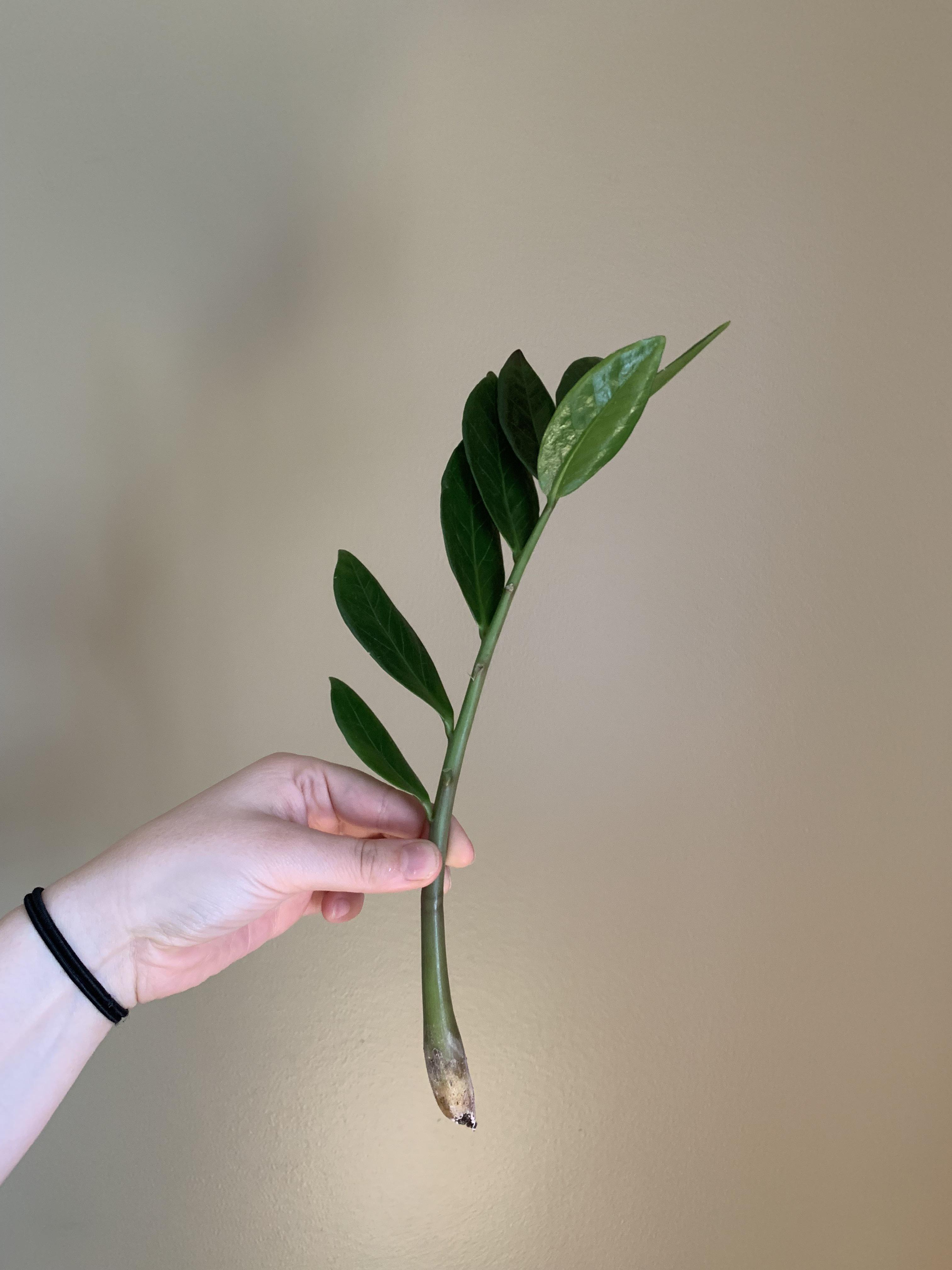 Would this ZZ prop from this, or should I cut it into smaller pieces