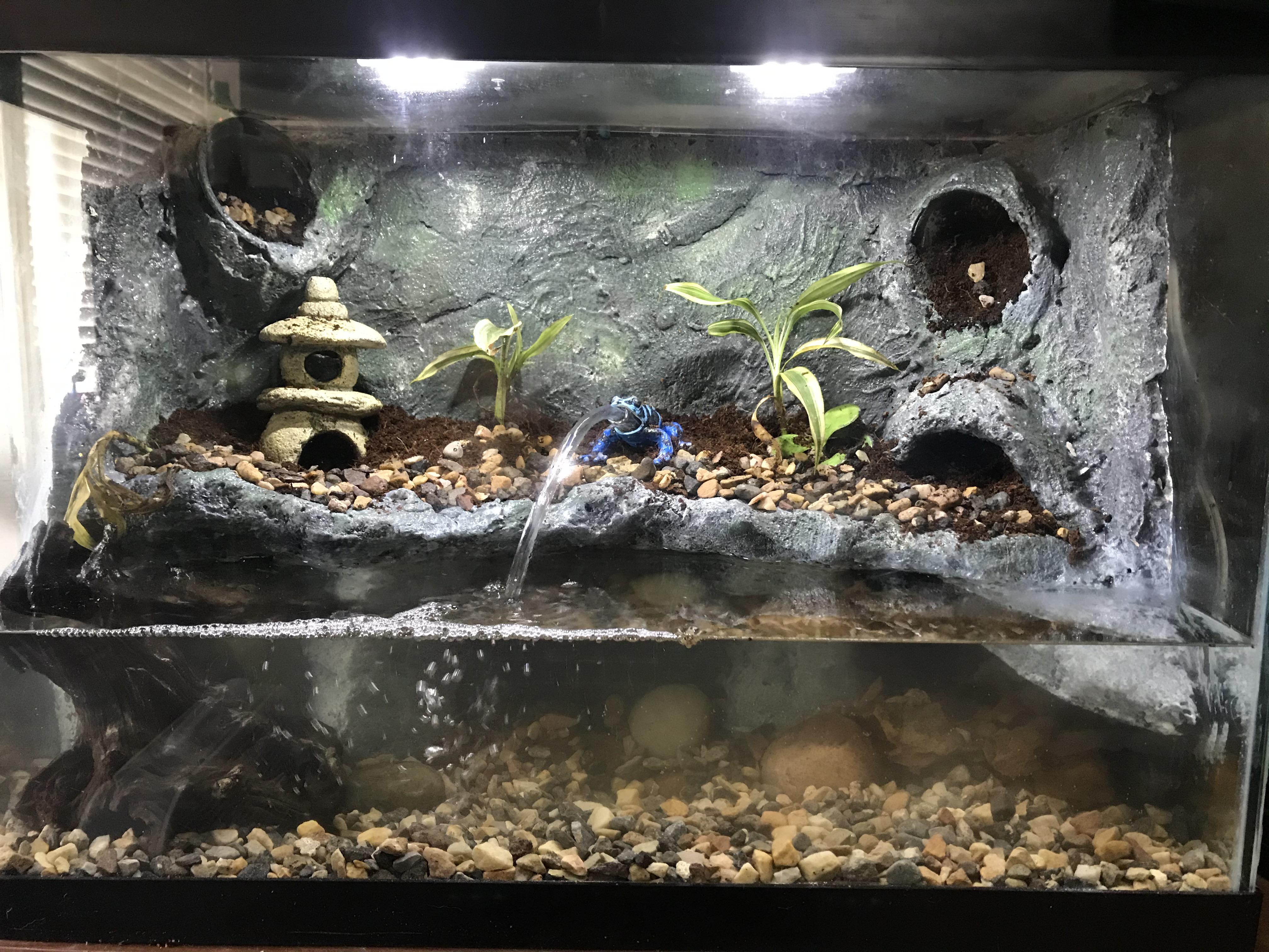 This is my firebelly toad tank I just finished the other day. In the