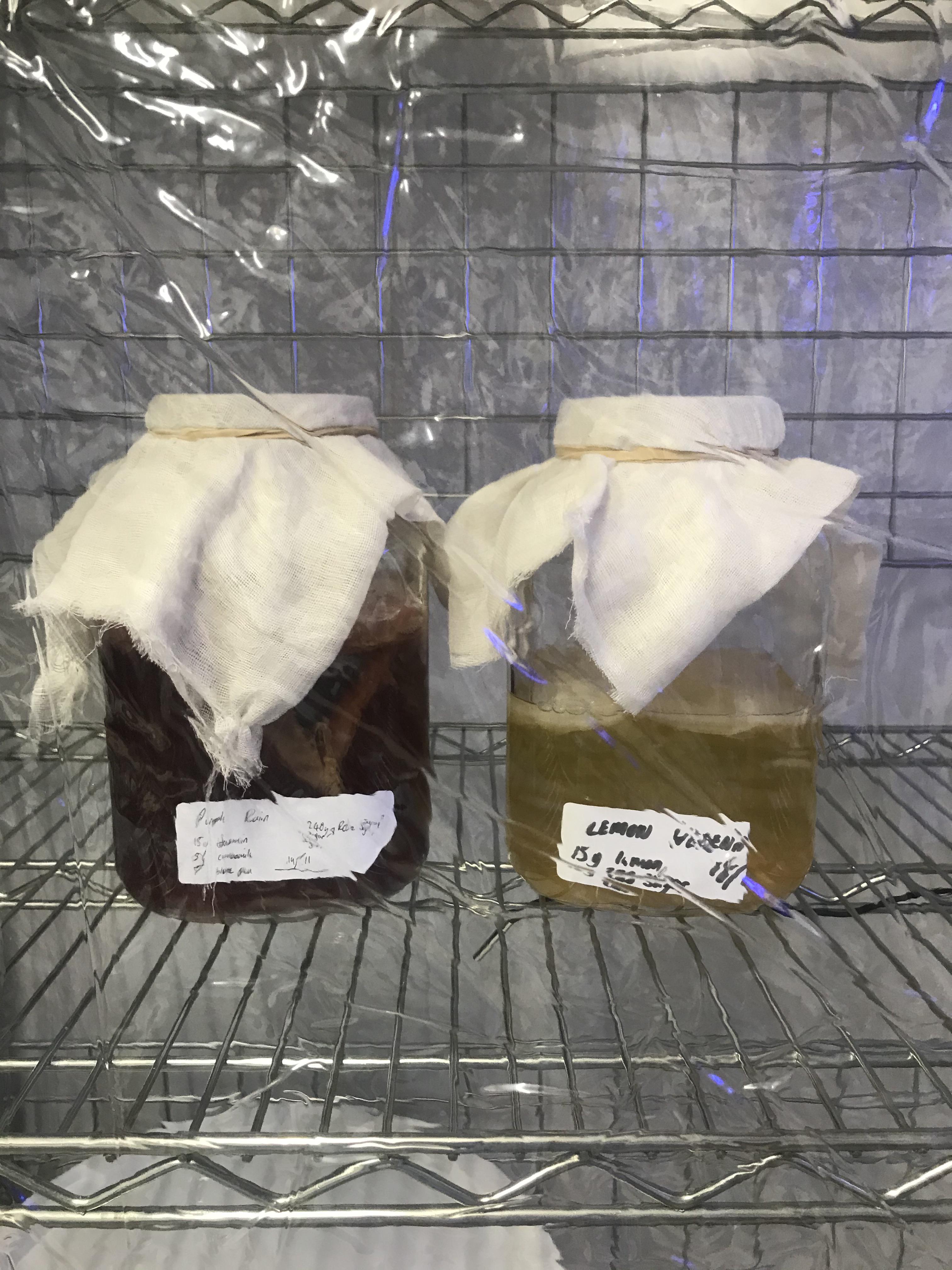 Closeups of the fs at the deli. Sencha kombucha & purple rain (that’s a secret) r/fermentation