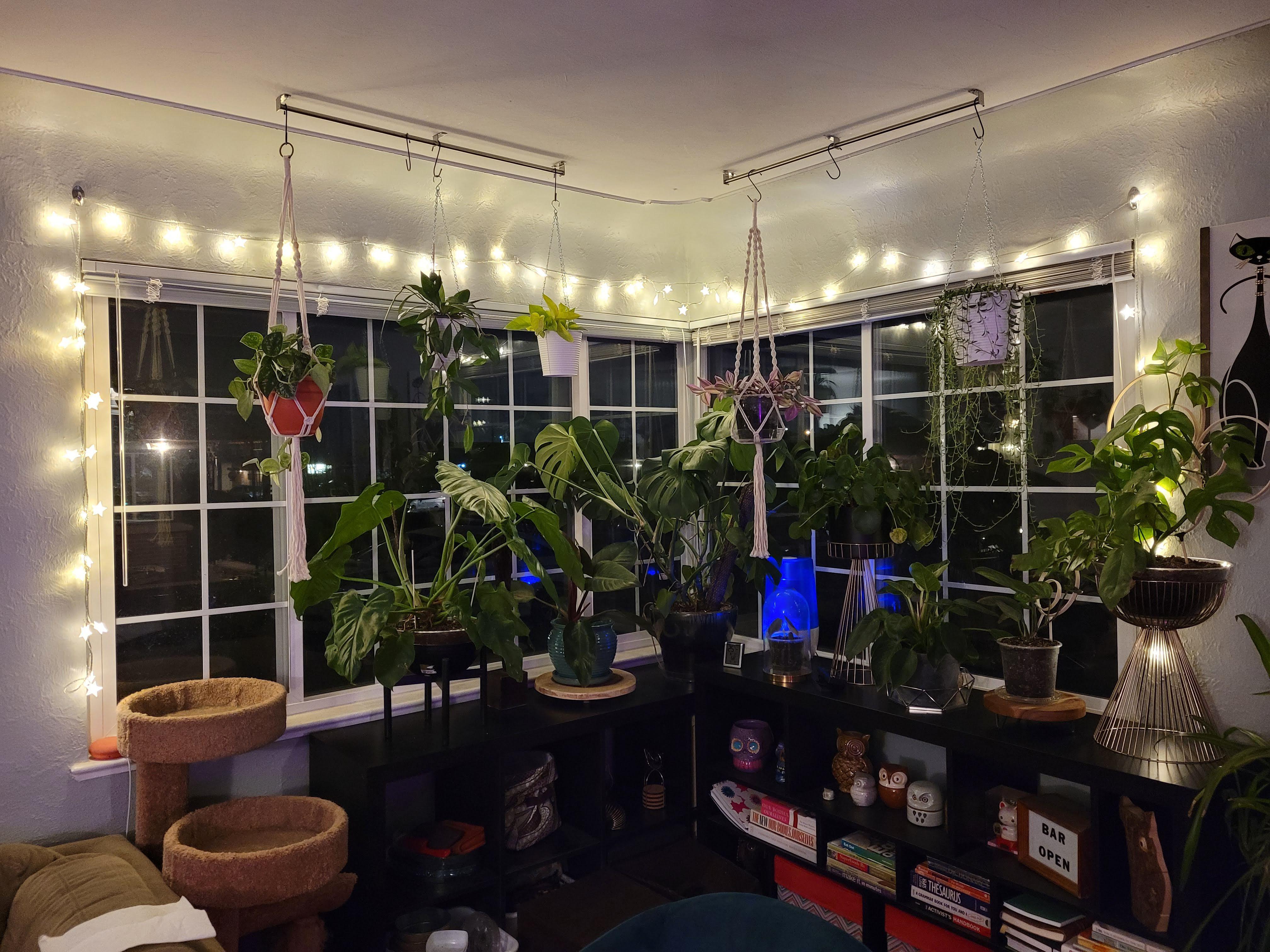My "prized plant" corner . W/ N+E facing windows, they all are killing