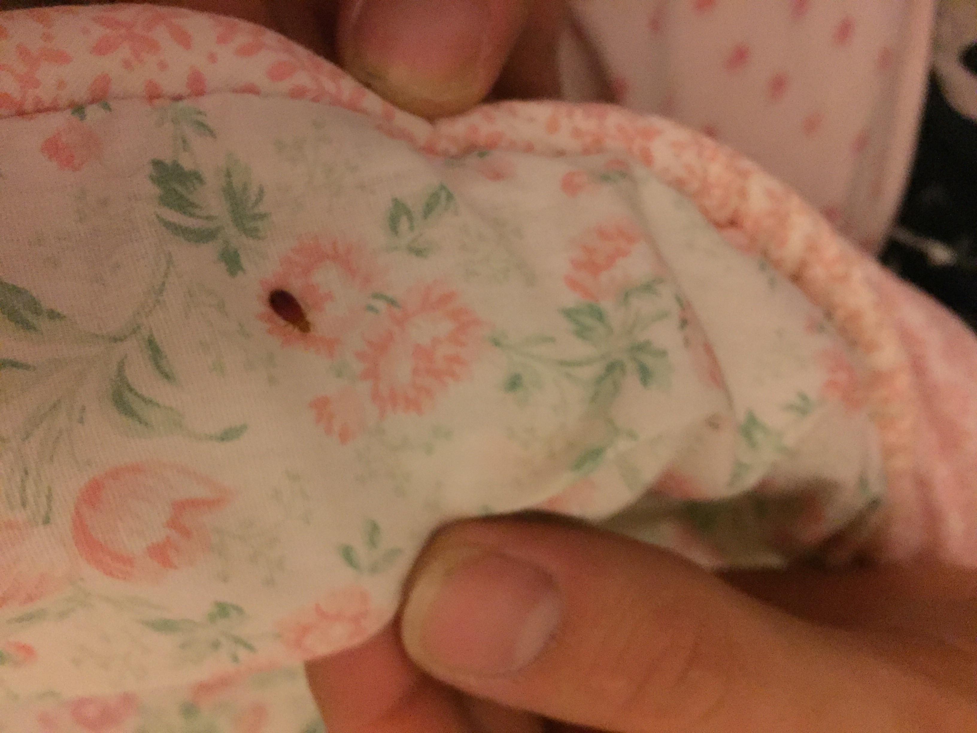 Sorry for terrible photo. I've been getting eaten alive whilst sleeping