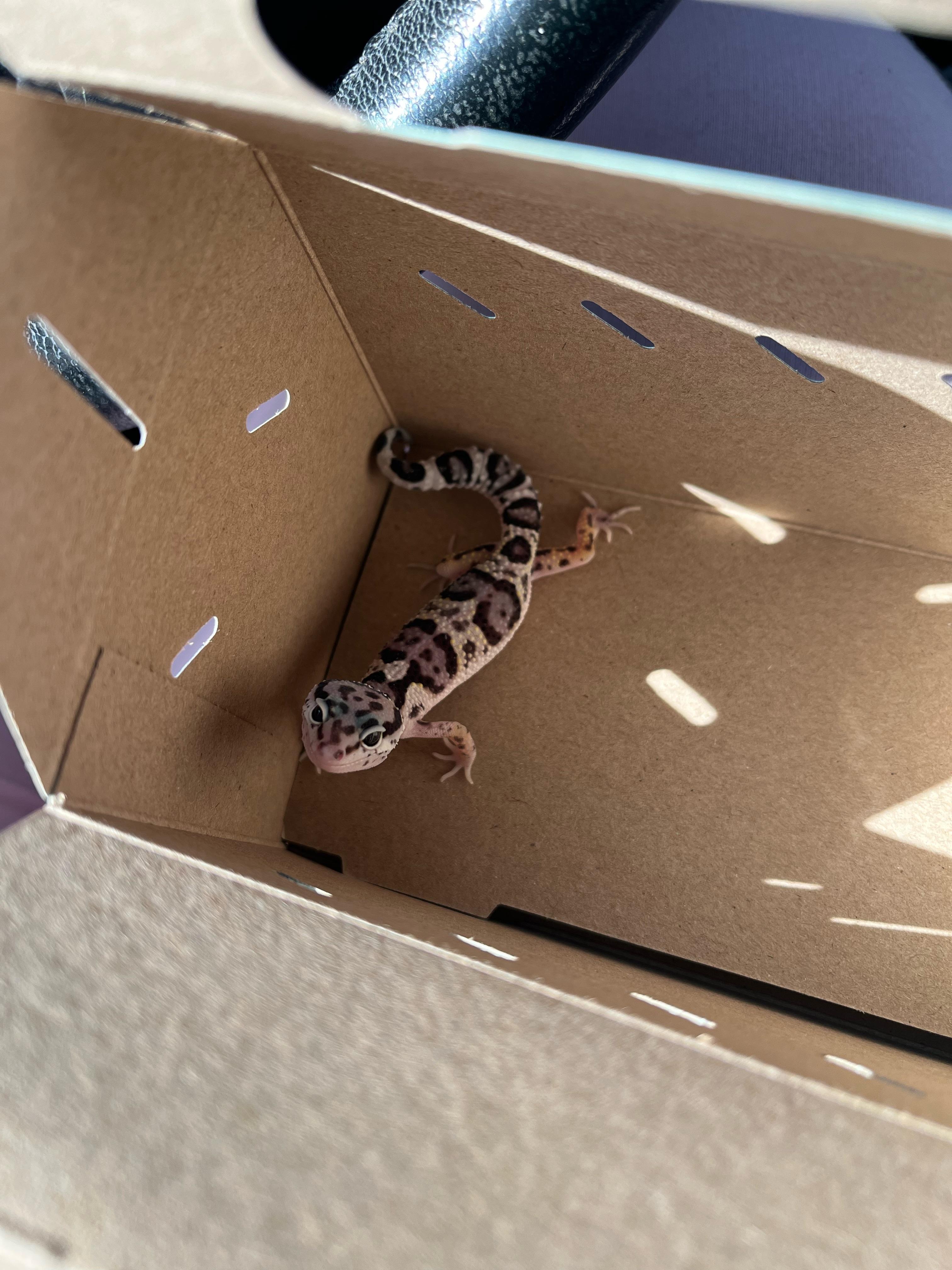 Bought this leopard gecko for 15 at petco r/leopardgeckos