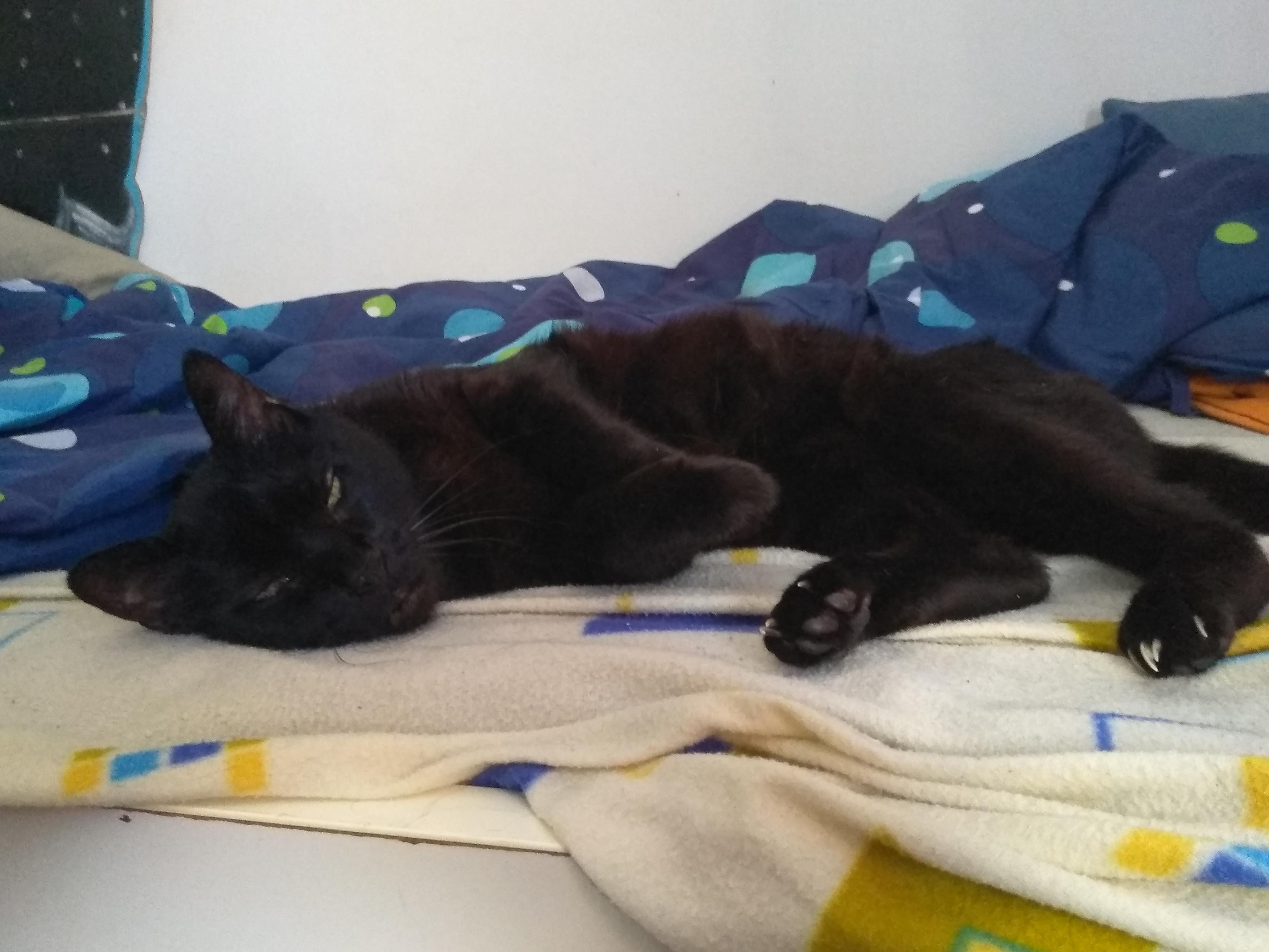 My cat doesnt want me to make my bed r/aww