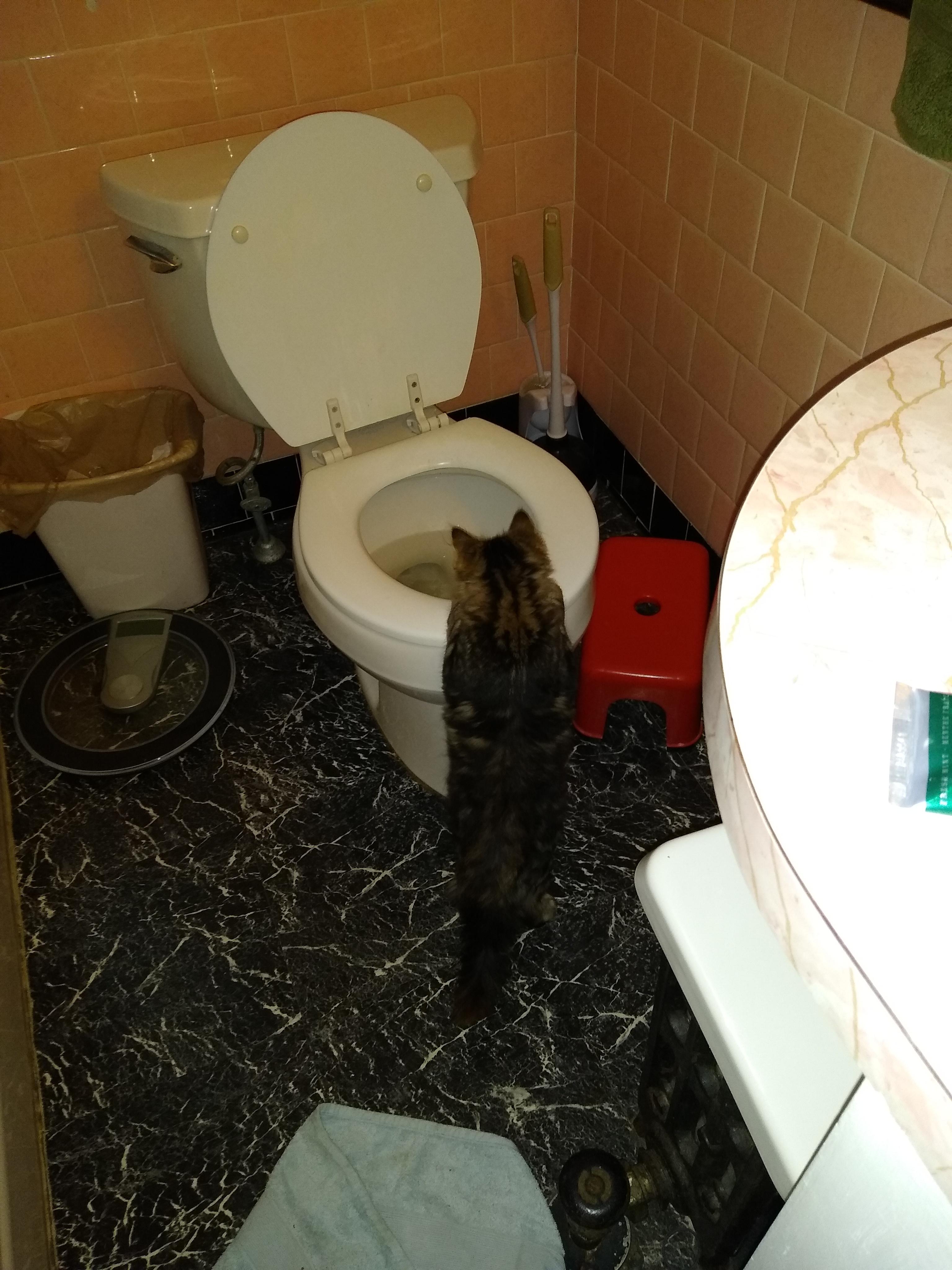 Cat licking the toilet . . . r/Toilets