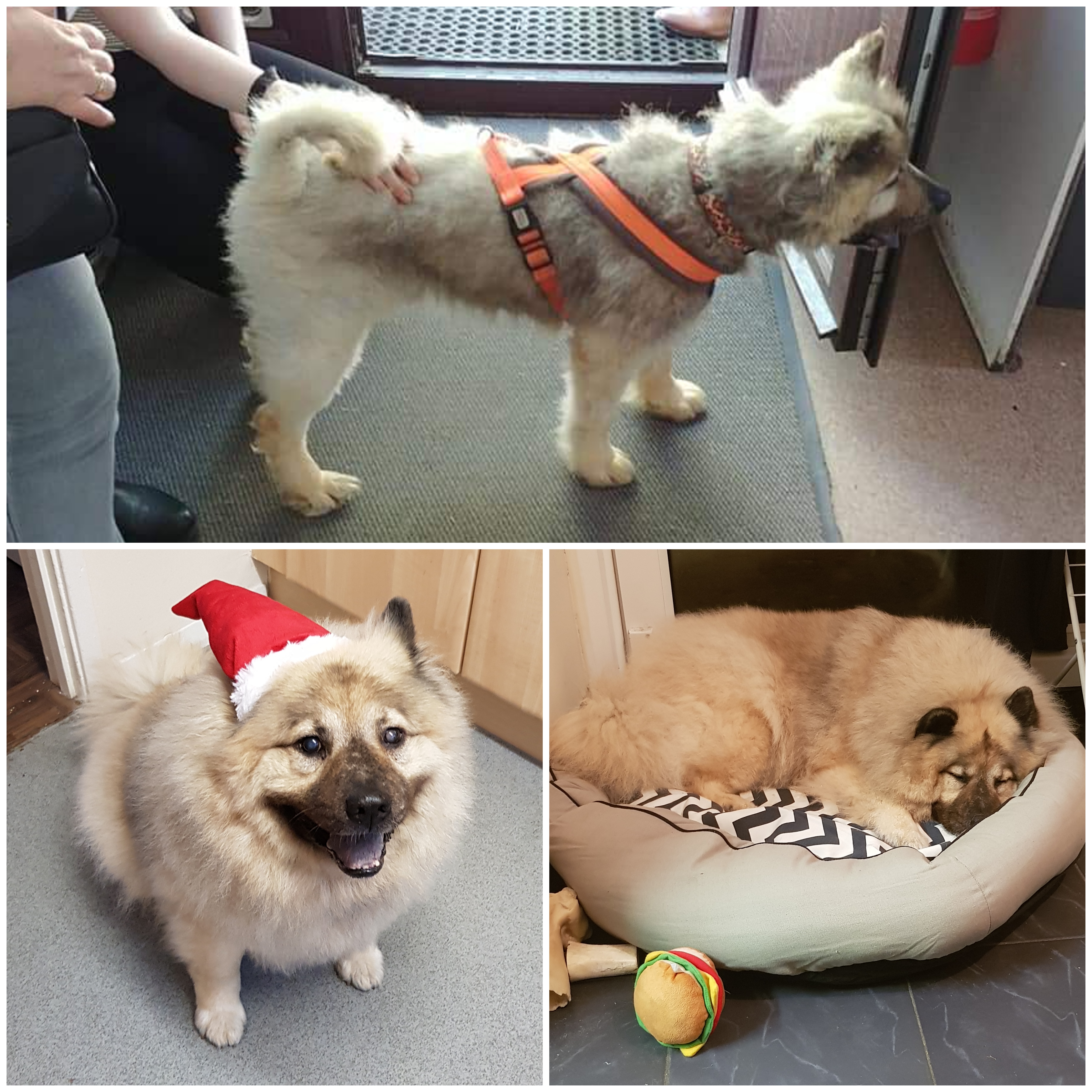 We first met him after having all his matted fur cut, now he's all