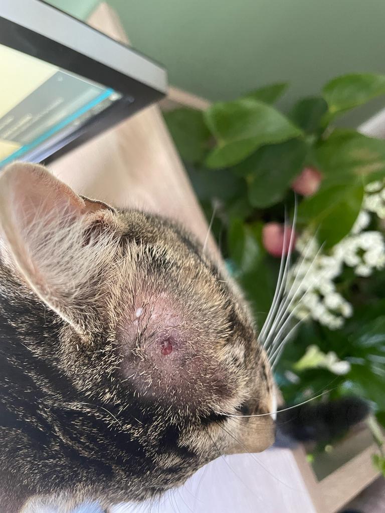 Our cat has struggled to open her eye for the past few days and we have