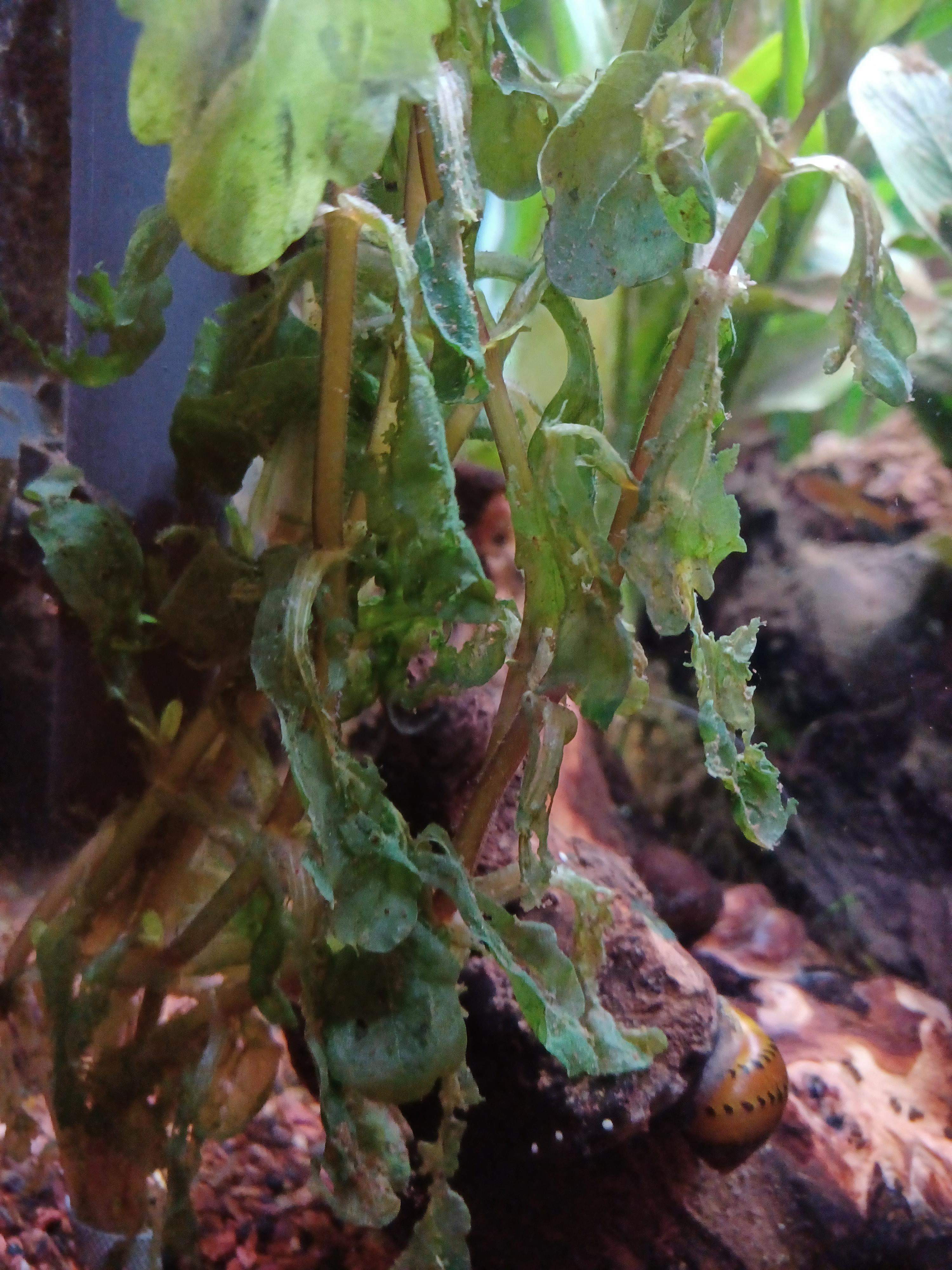 Bought this plant on Sunday. It's already mostly dead. Employee told me it's "pretty impossible