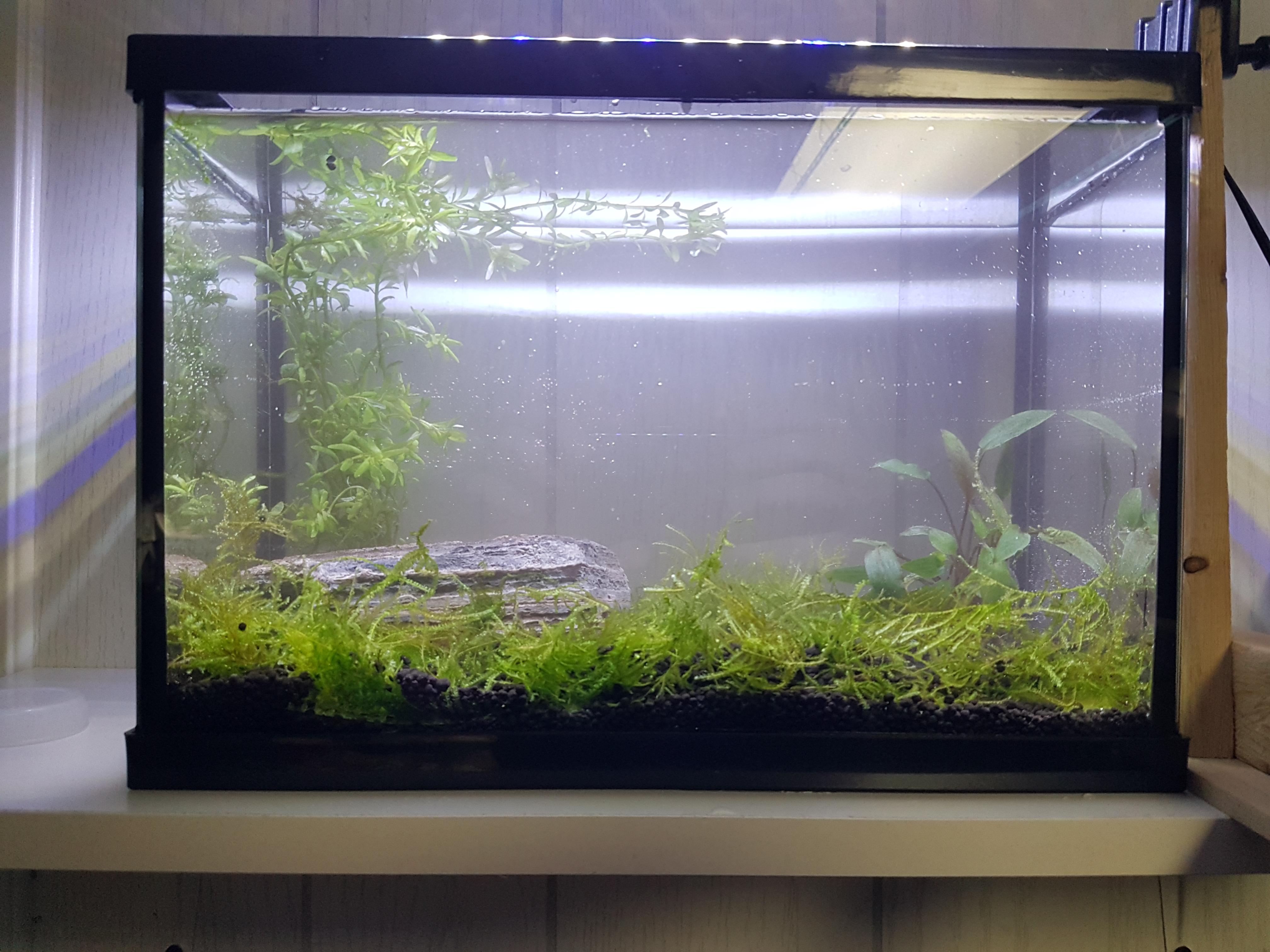 Hoping the moss carpet will improve r/Aquascape