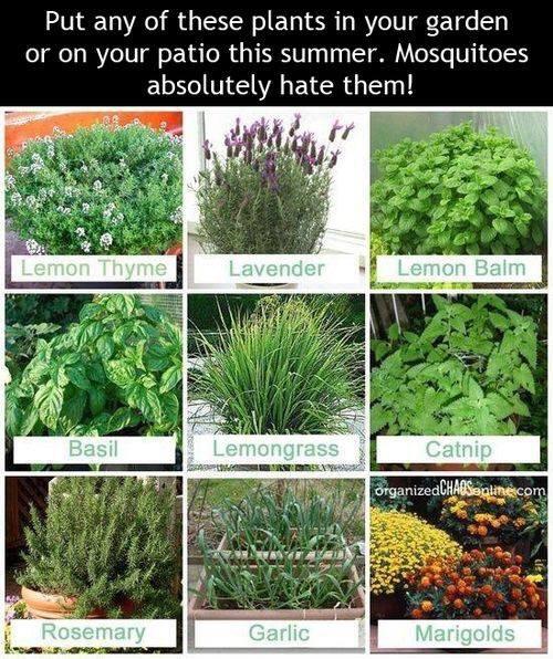 12 Mosquito Repellent Plants That Will Keep The Bugs Away, 42 OFF