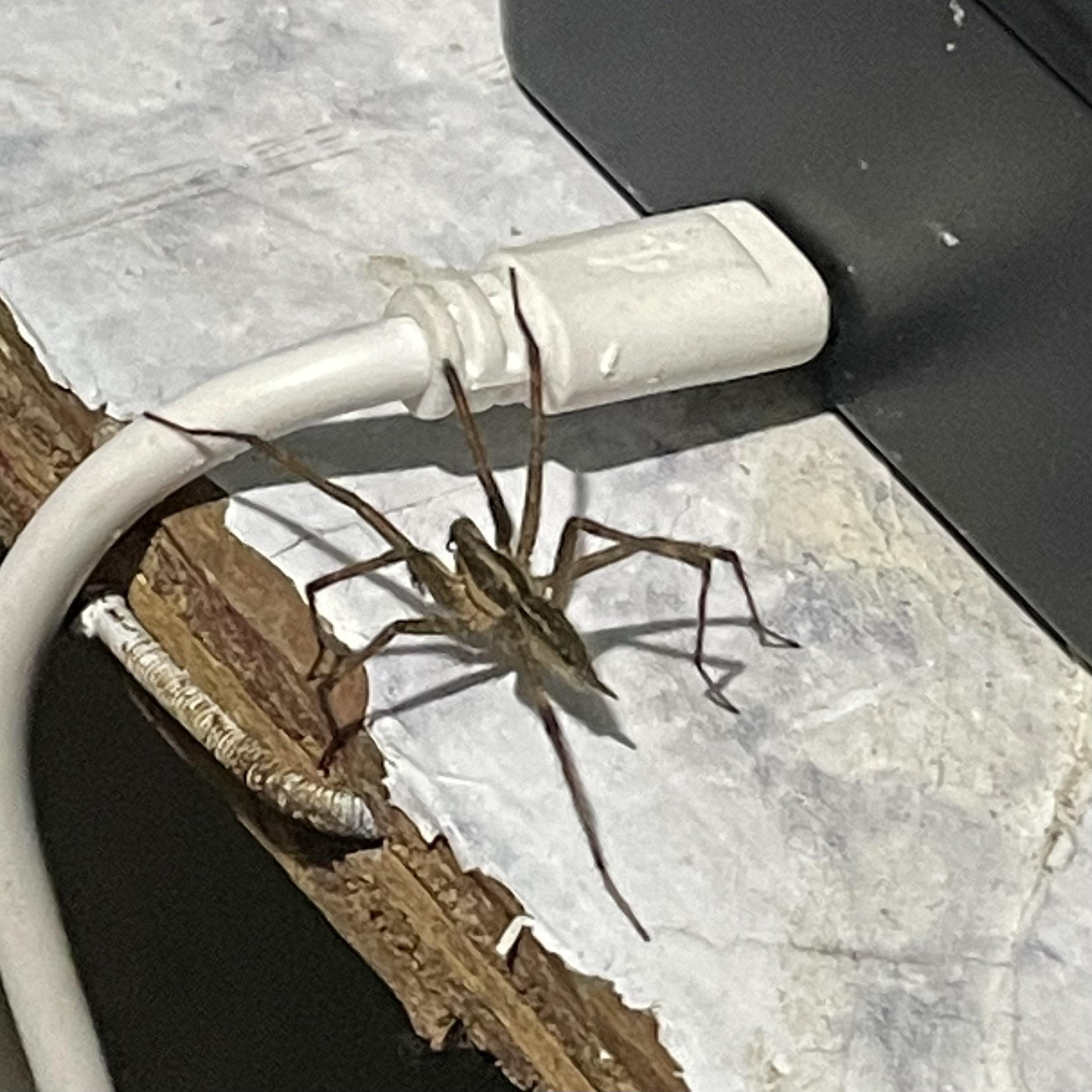 Looking for an ID Eastern KY. r/spiders