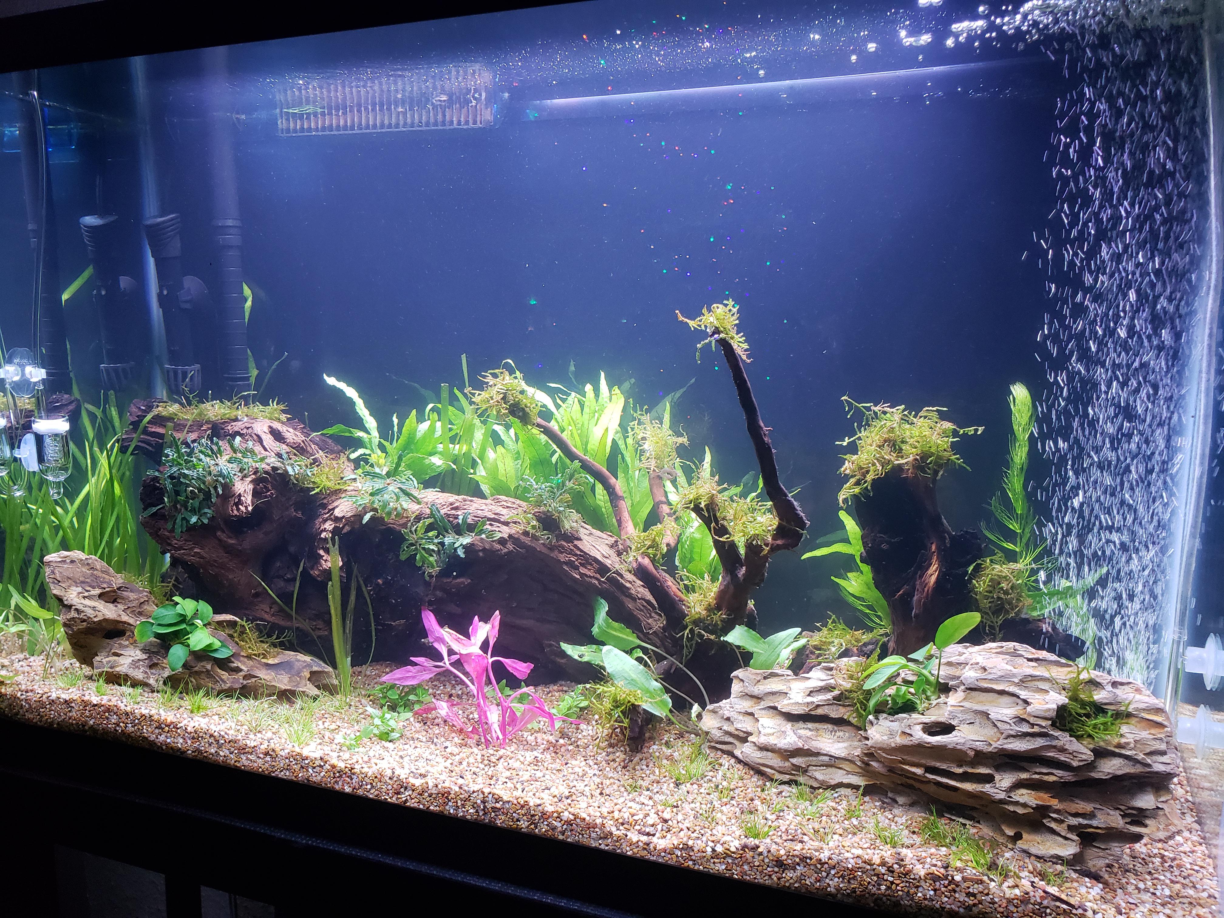 First planted tank! Stocking suggestions? r/Aquariums