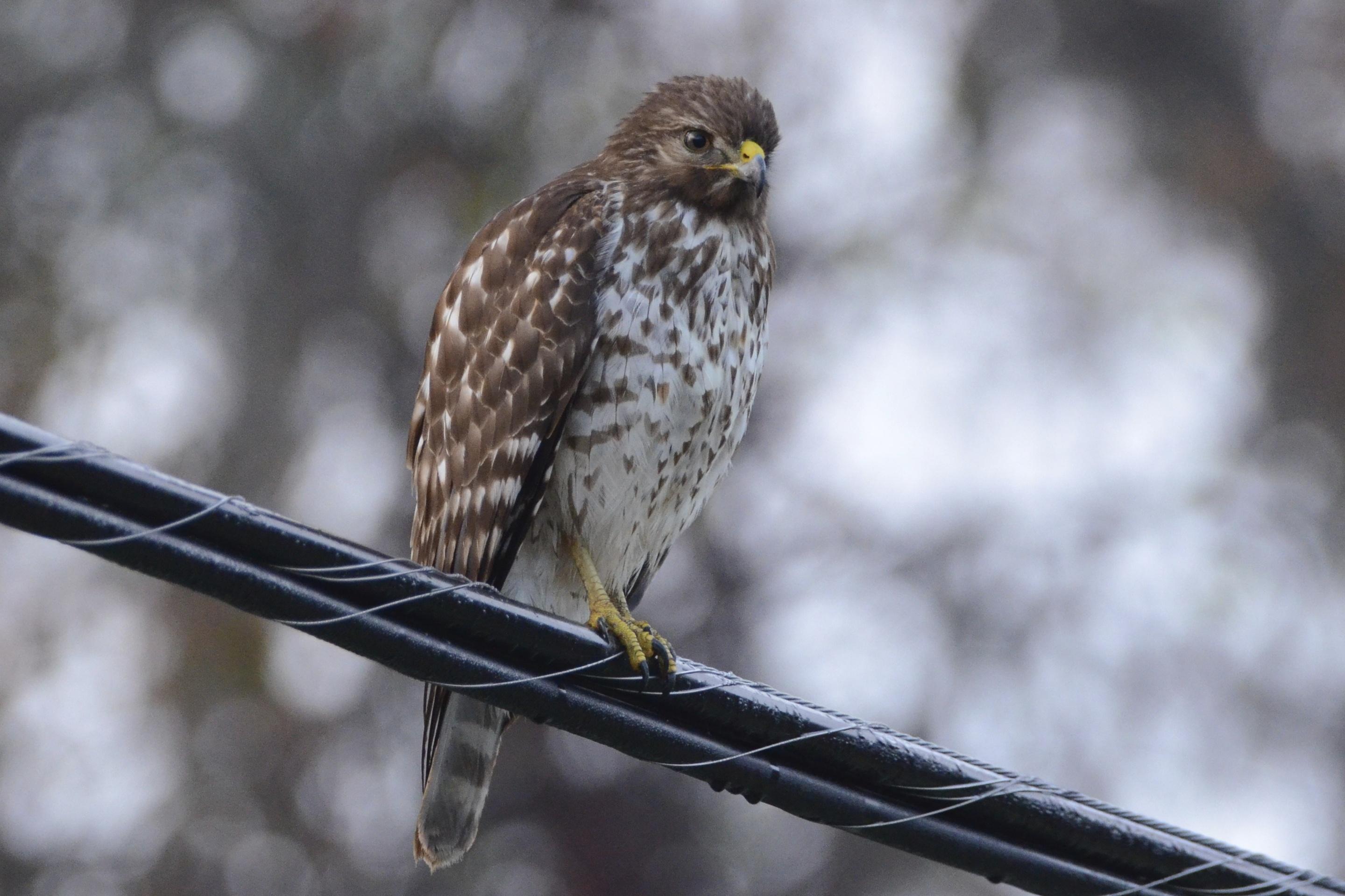 Juvenile . . . Redshouldered Hawk? Jacksonville, Florida 1/15/17 r/whatsthisbird