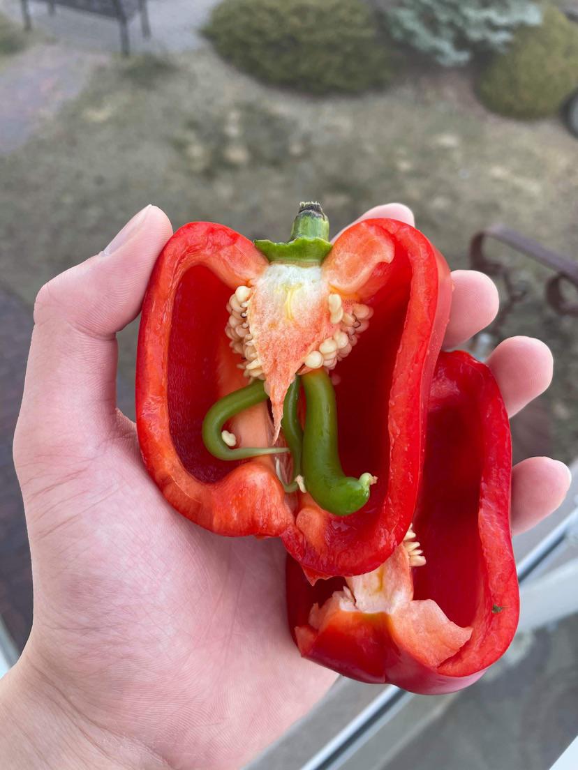 Peppers growing inside a pepper r/mildlyinteresting