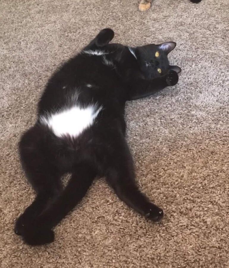 My cats white fur makes it look like she’s wearing underwear. r/cats