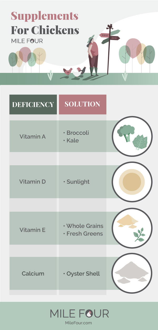 Supplements to Feed Your Chickens r/coolguides