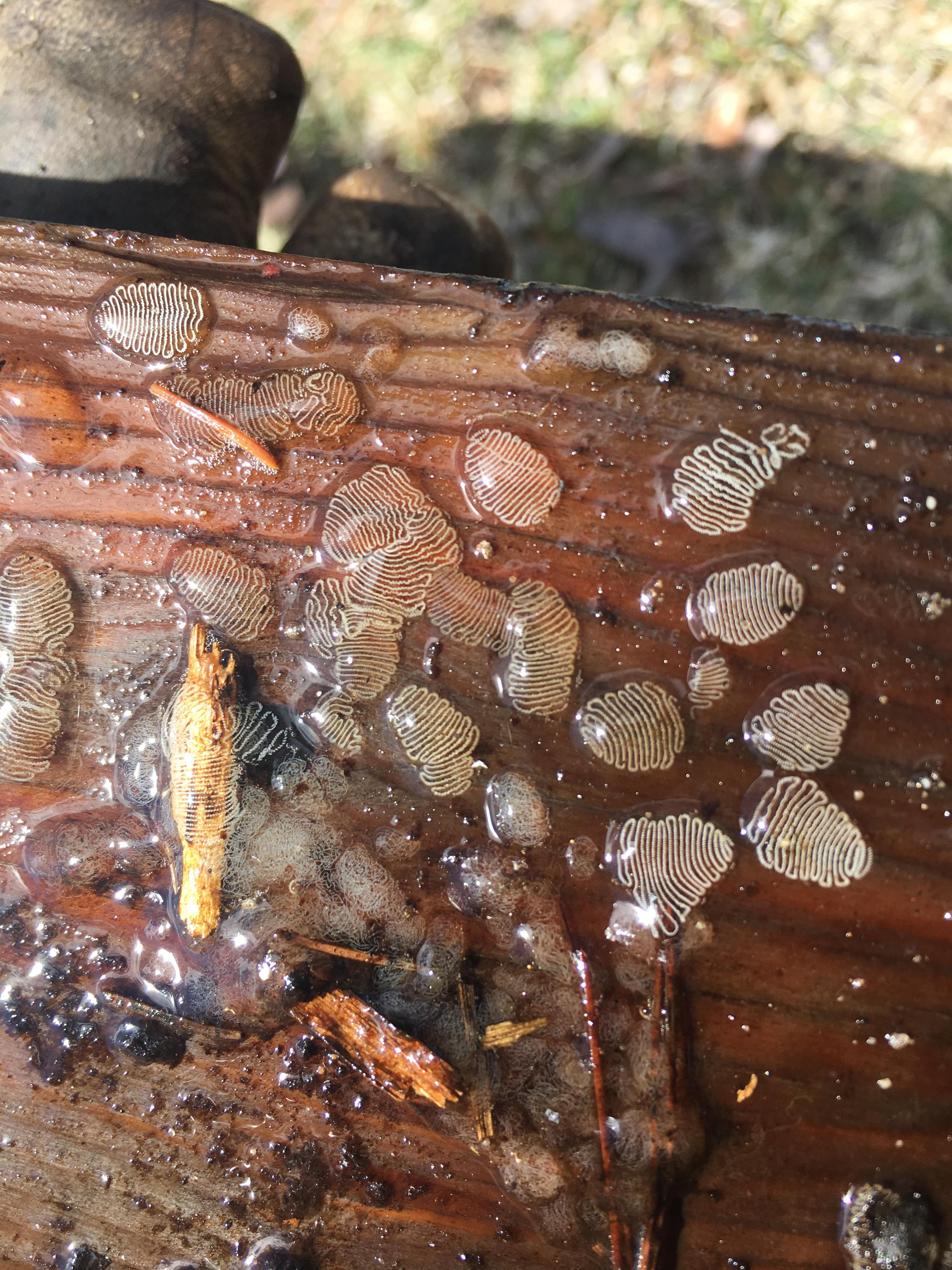 Midge fly eggs found in a creek You think their shape is intriguing