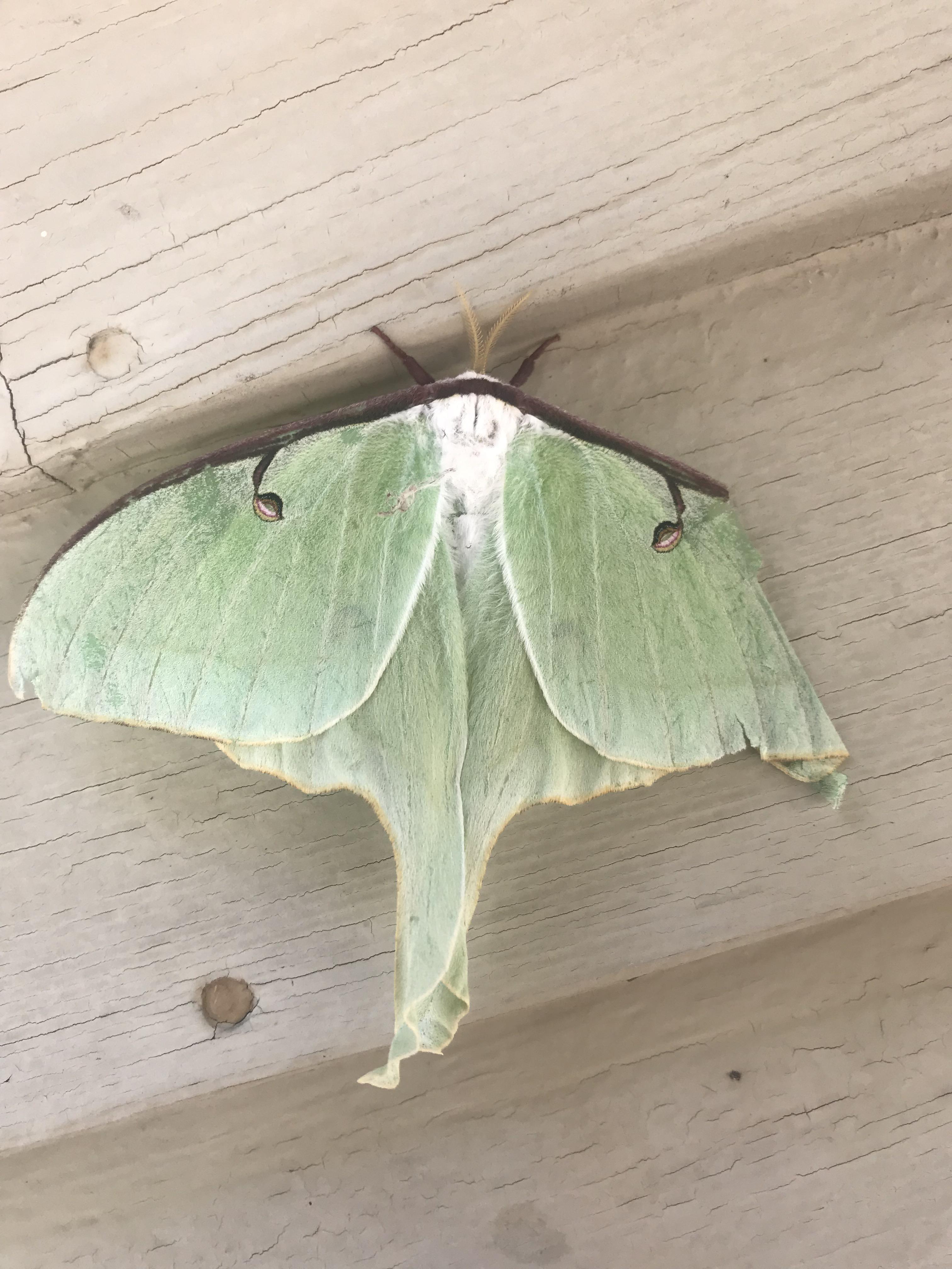 Butterfly that looks like a leaf r/mildlyinteresting