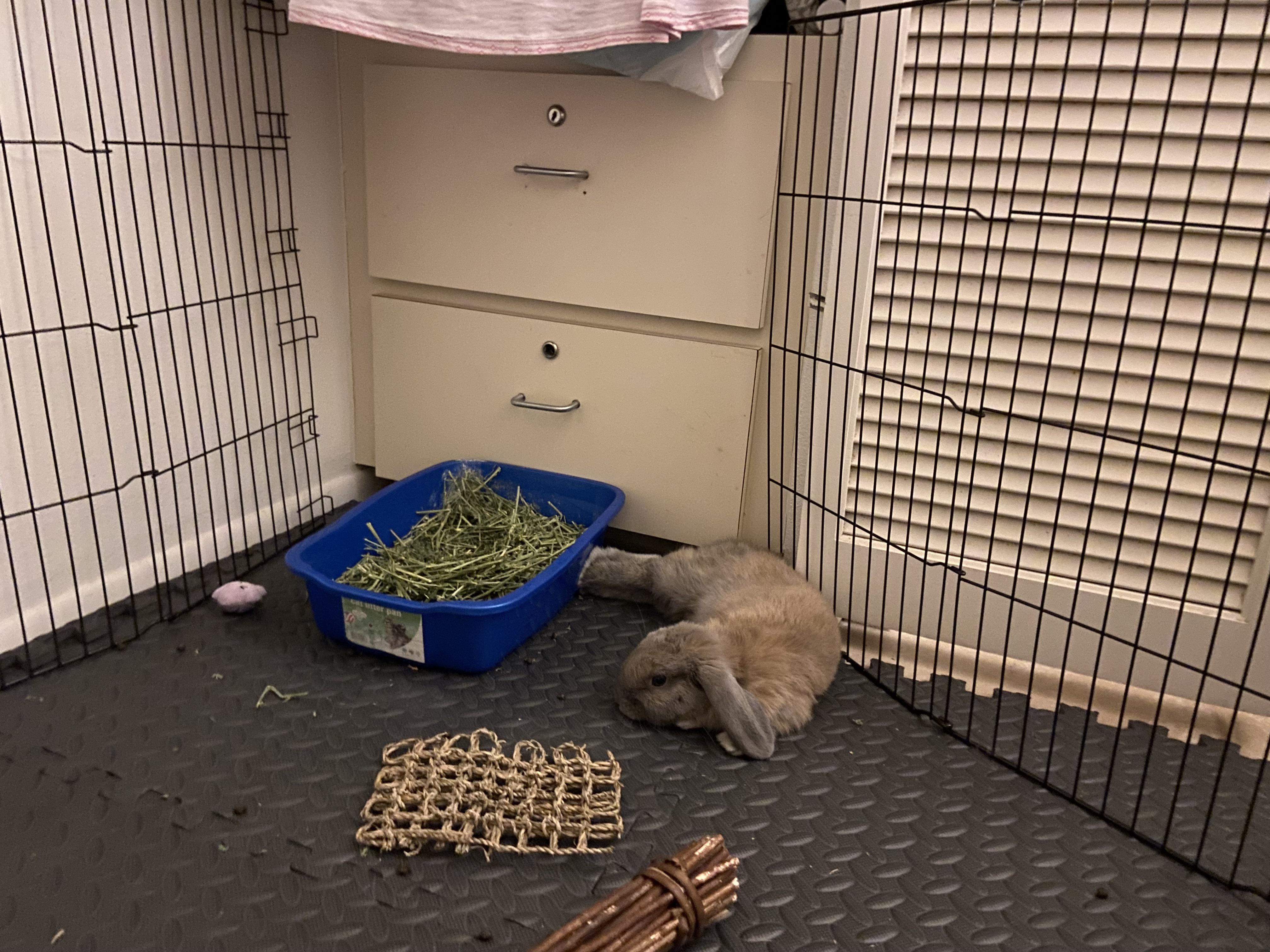 Does anyone else’s rabbit always sleep with their eyes open? If so, why? r/Rabbits